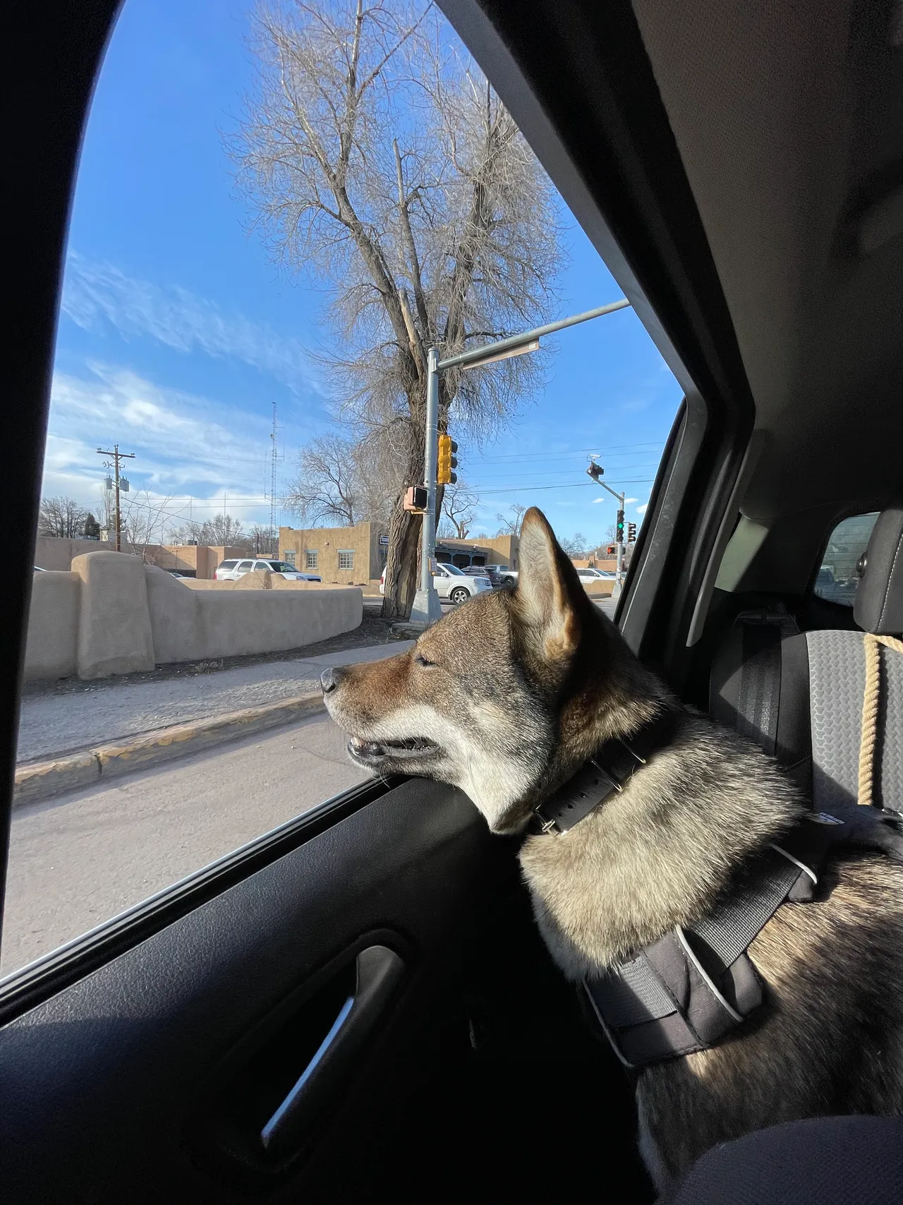 dog smiling and looking out the window