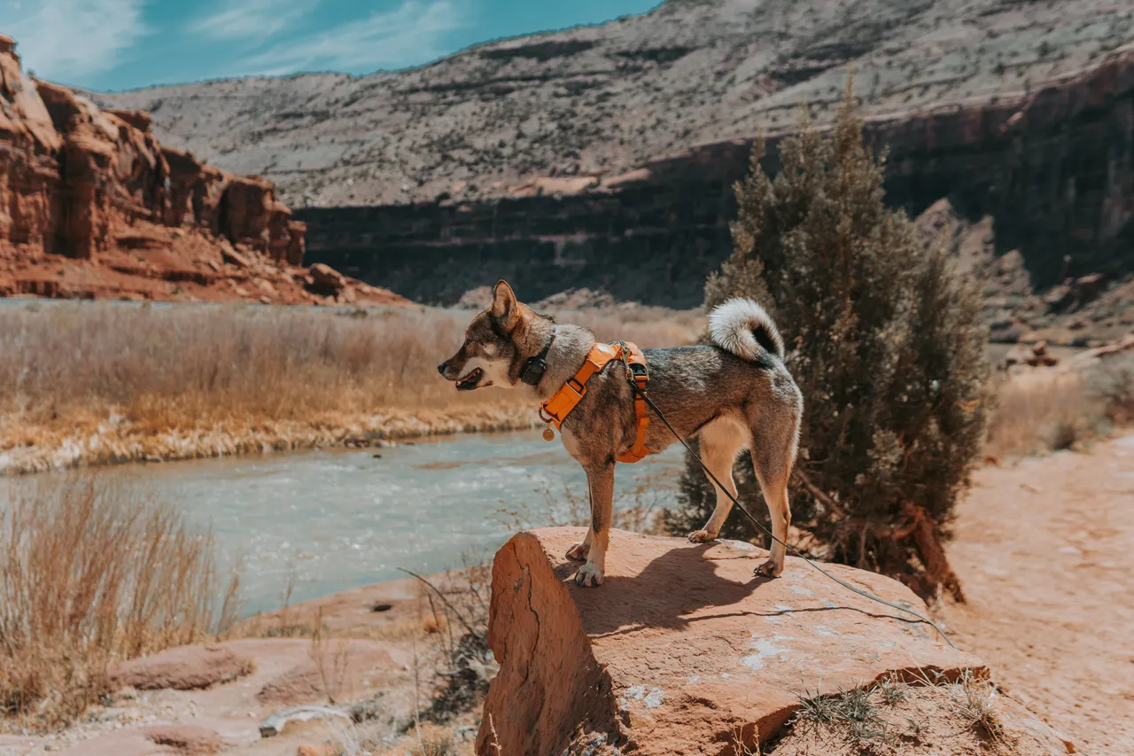 shikoku at Dominguez Canyon