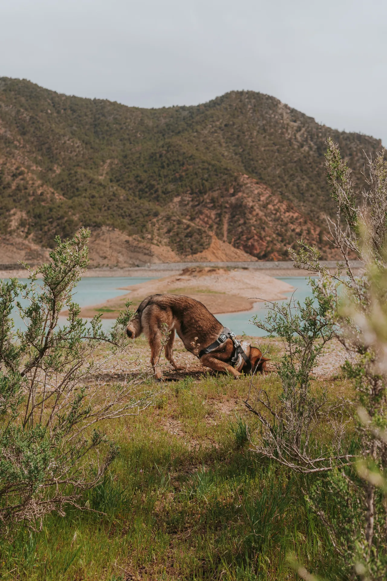 a dog digging at rifle gap reservoir
