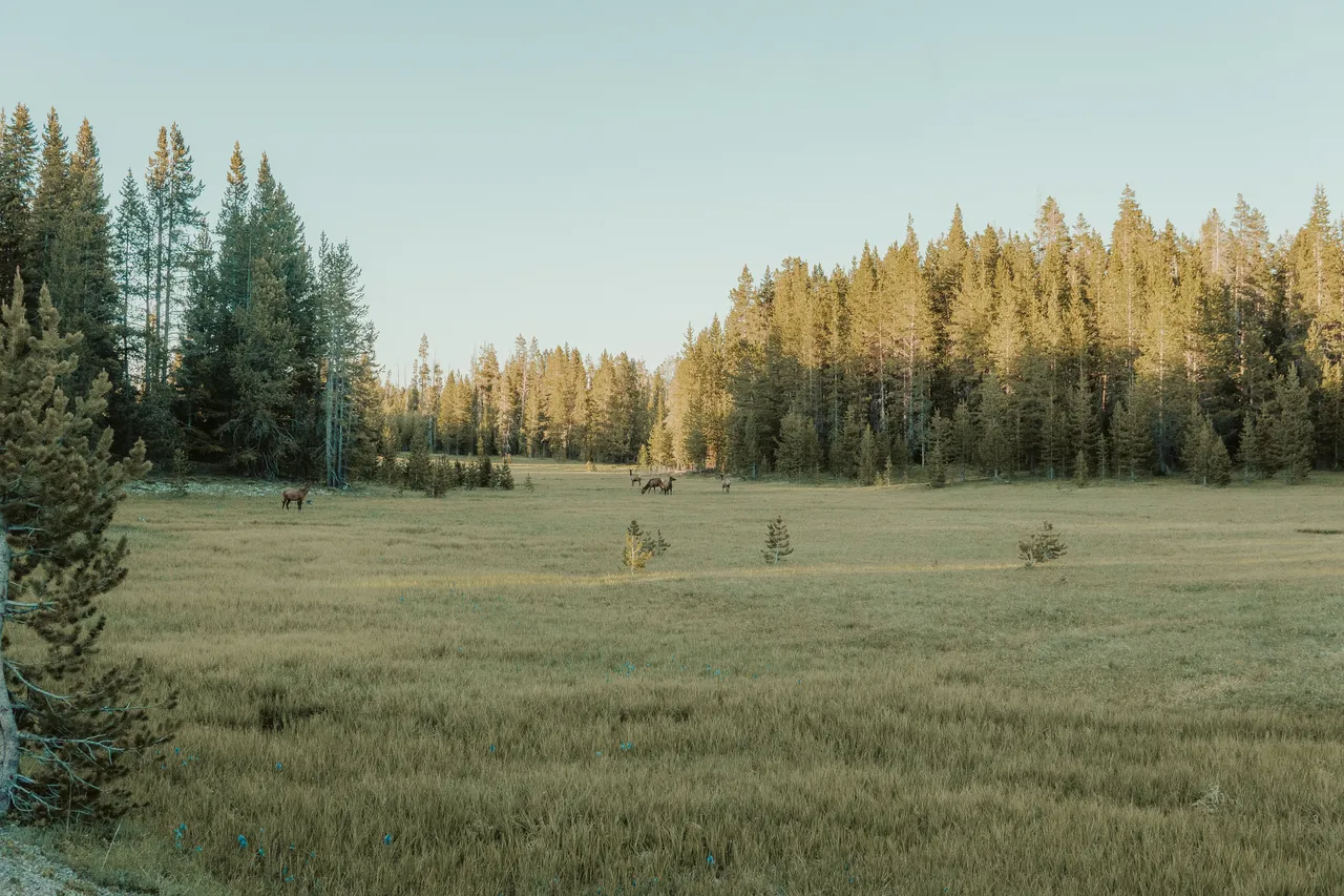 wildlife Yellowstone National Park