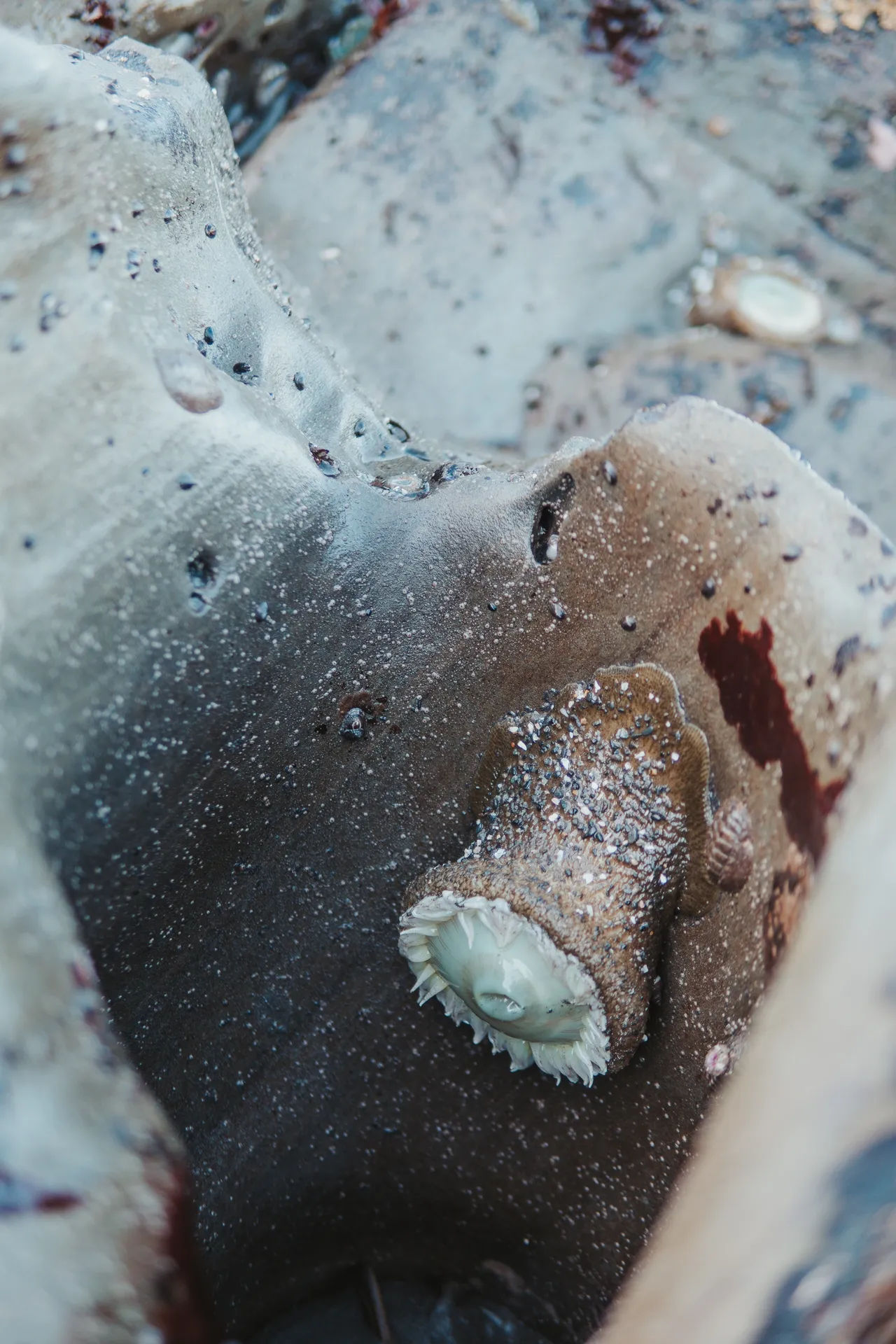 olympic national park tidal pools