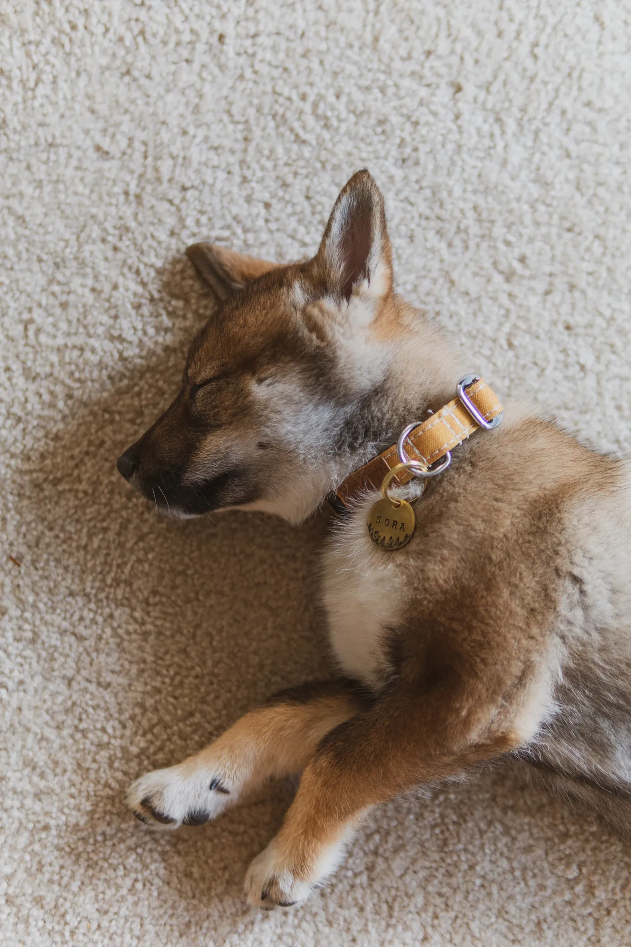 Shikoku puppy sleeping