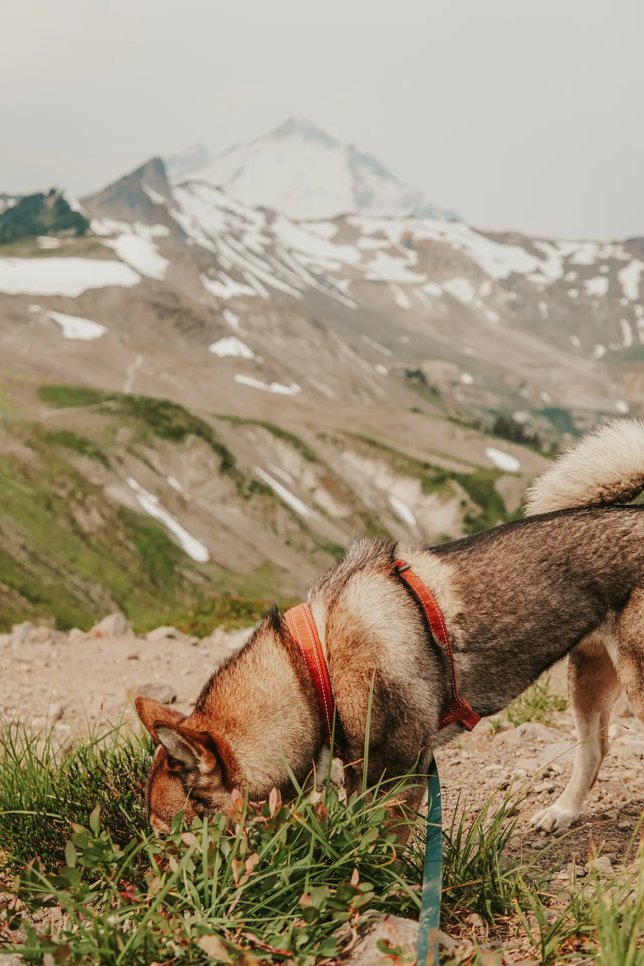 Shikoku-ken dog sniffing grass