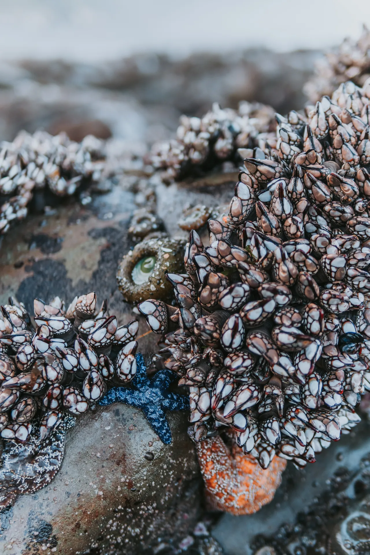 olympic national park tidal pools