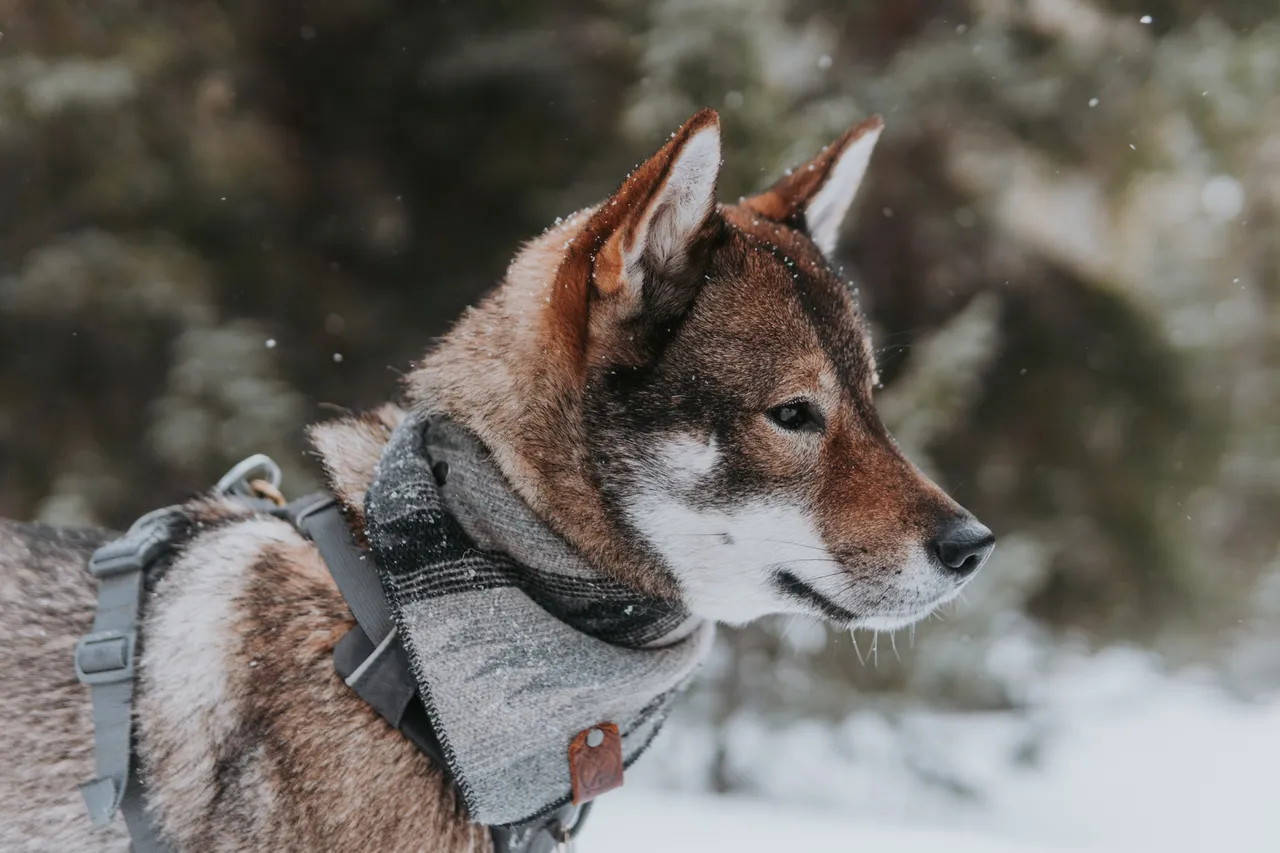 Shikoku dog wearing a harness and scarf in snowy forest. Its fur is brown and white, and snowflakes fall gently around it, creating a serene mood.