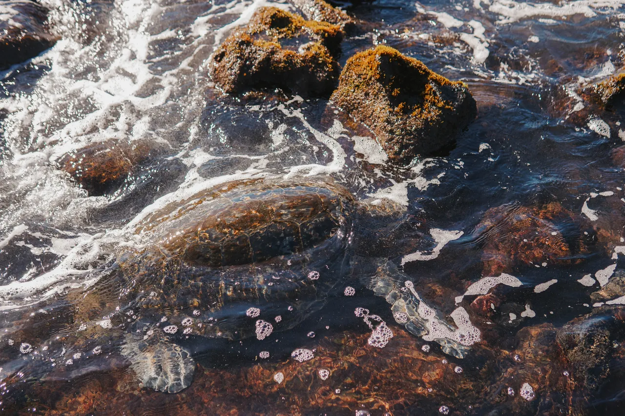 sea turtle at Punalu’u Black Sand Beach