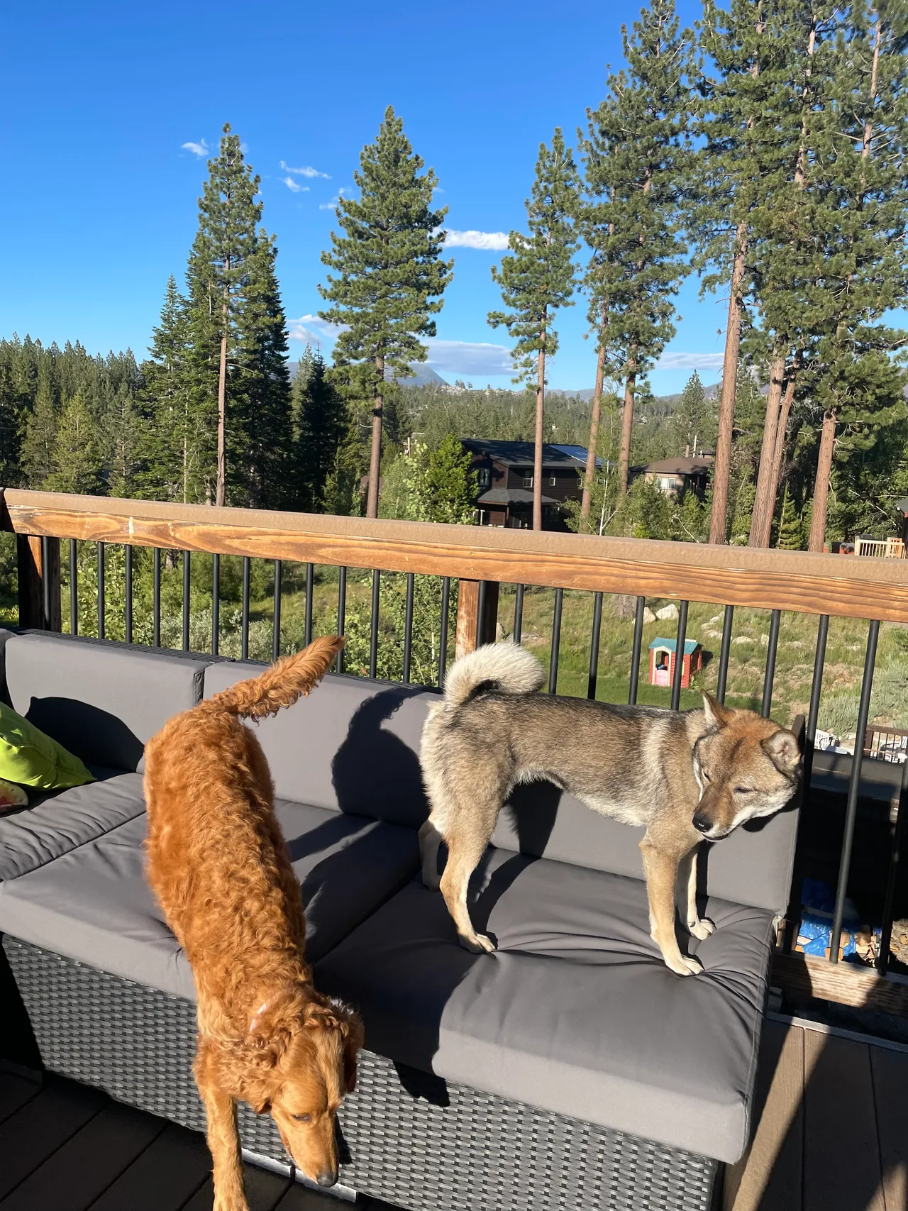 two dogs on the deck in south lake tahoe