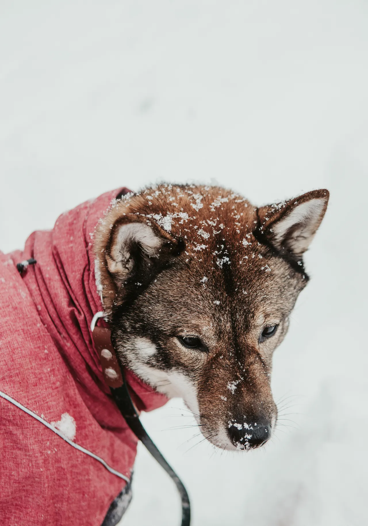 shikoku dog in hurtta winter pink parka