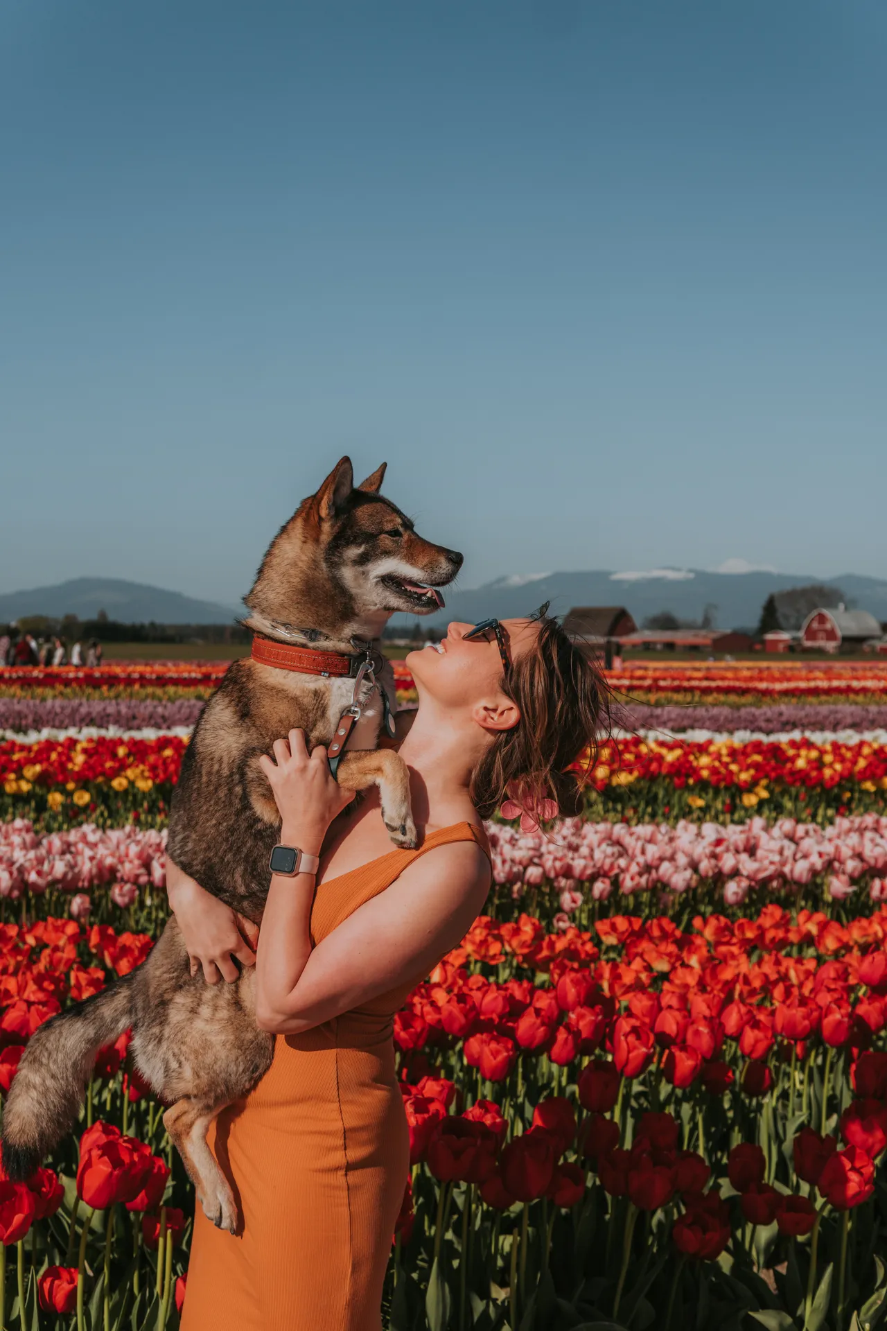 dog and girl at skagit valley tulip festival in washington state at tuliptown