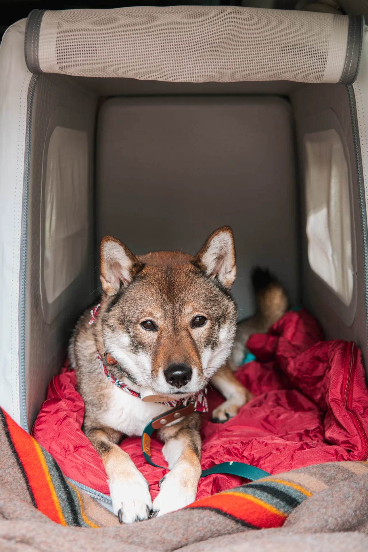 diggs eventur with dog