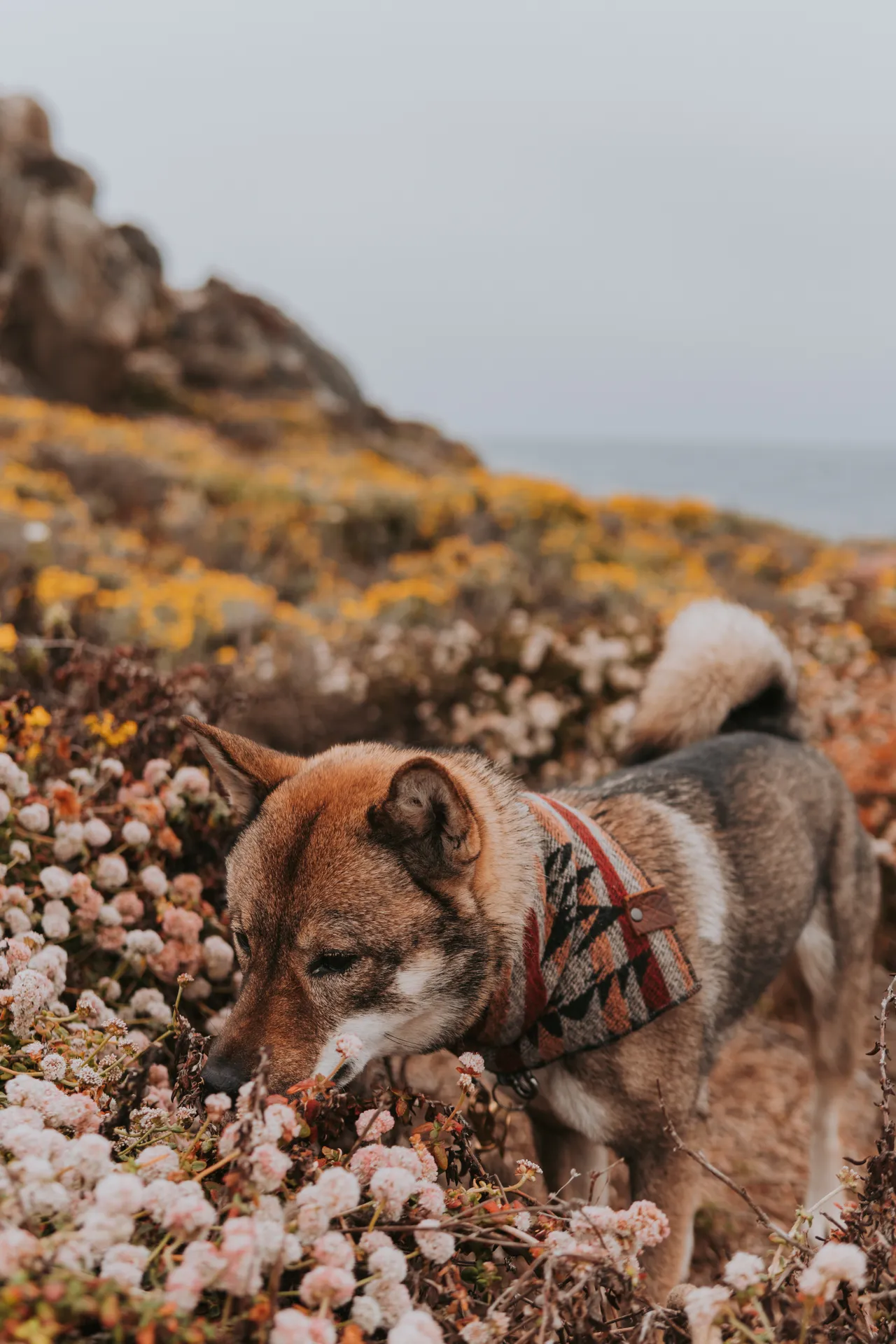 a shikoku-ken dog smelling flowers in california