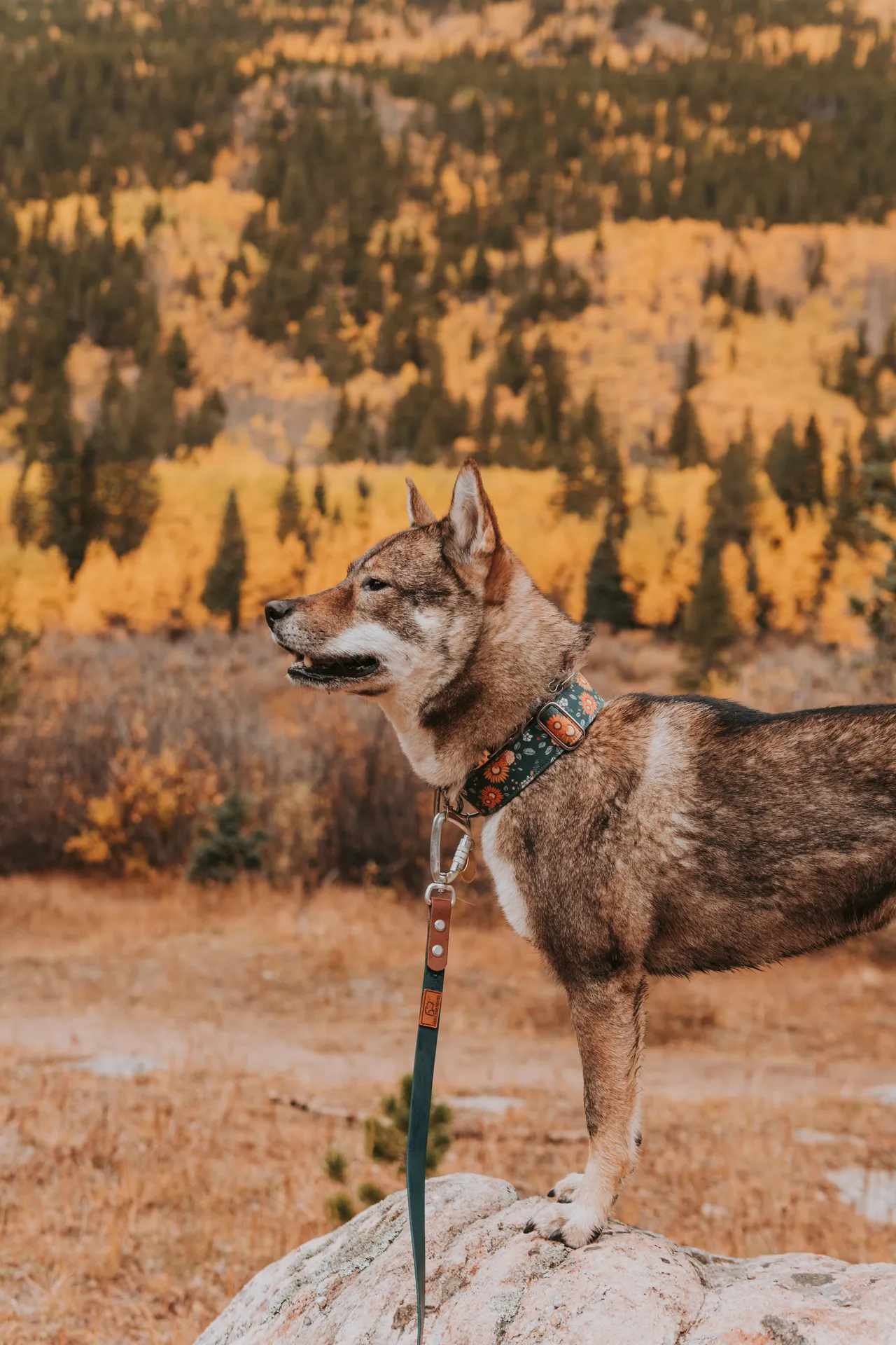 shikoku dog in abyss trail fall colorado