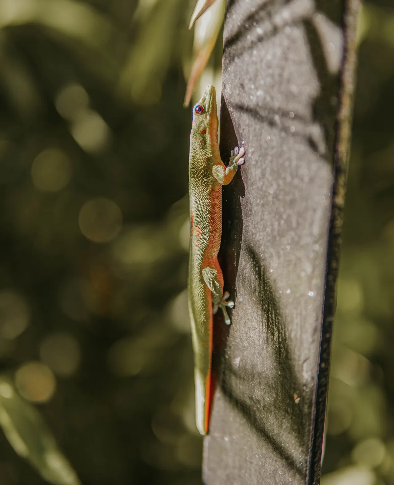 A green gecko with red markings climbs a vertical wooden post in a sunlit, blurred garden backdrop.