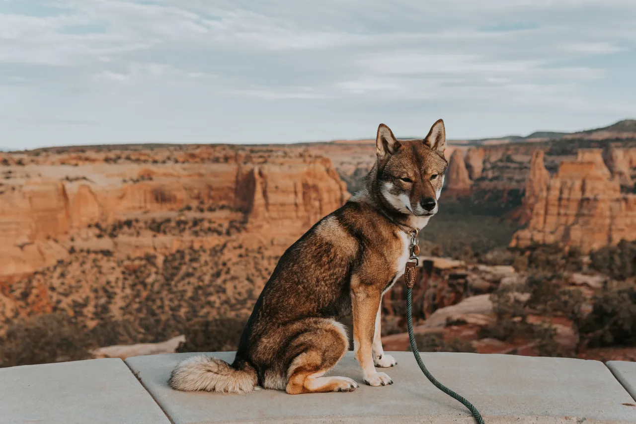 black sesame shikoku-ken in grand junction colorado