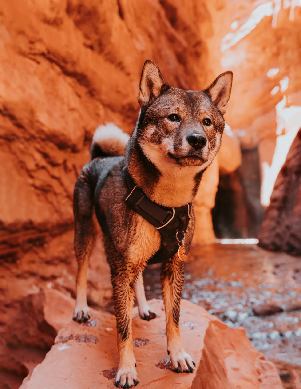 shikoku dog in moab utah