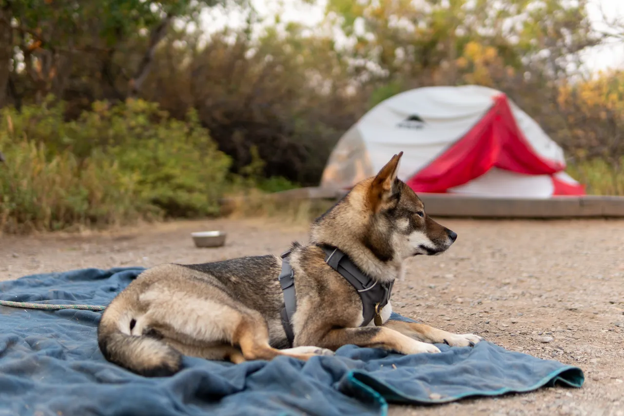 a shikoku in colorado