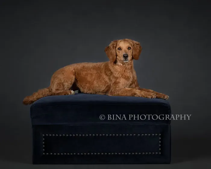 golden doodle dog sticker