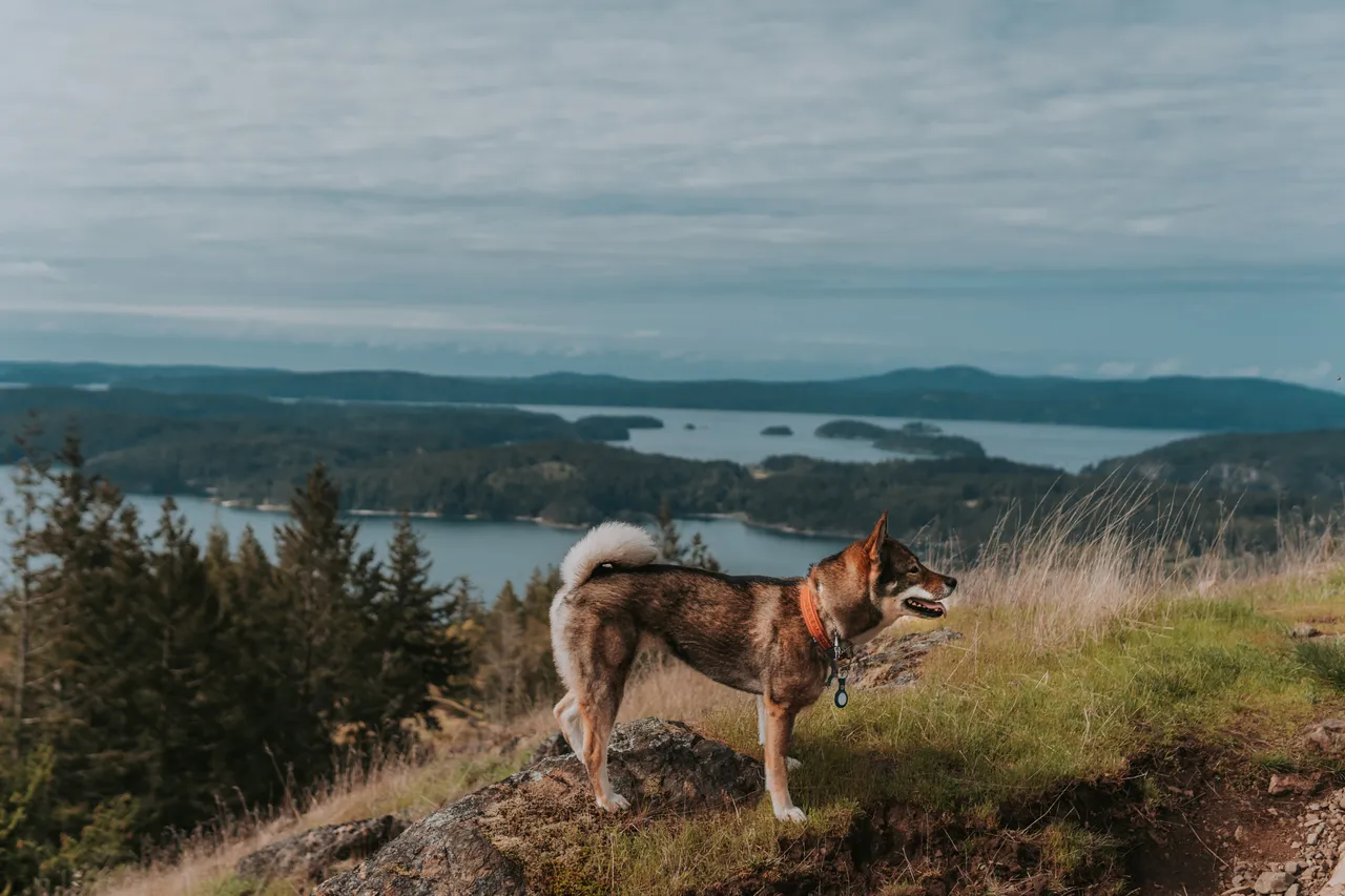 a dog in moran state park in the san juan islands