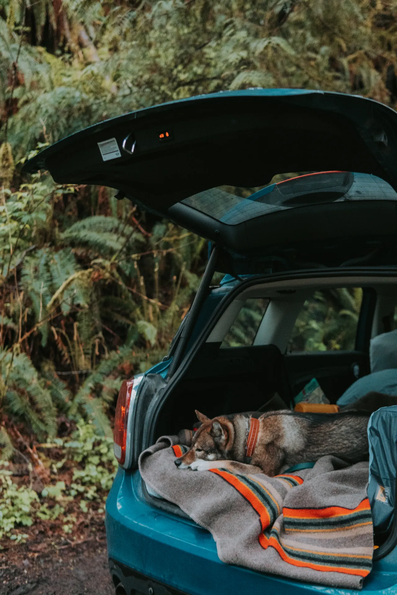 a dog sleeping inside trunk of mini cooper car