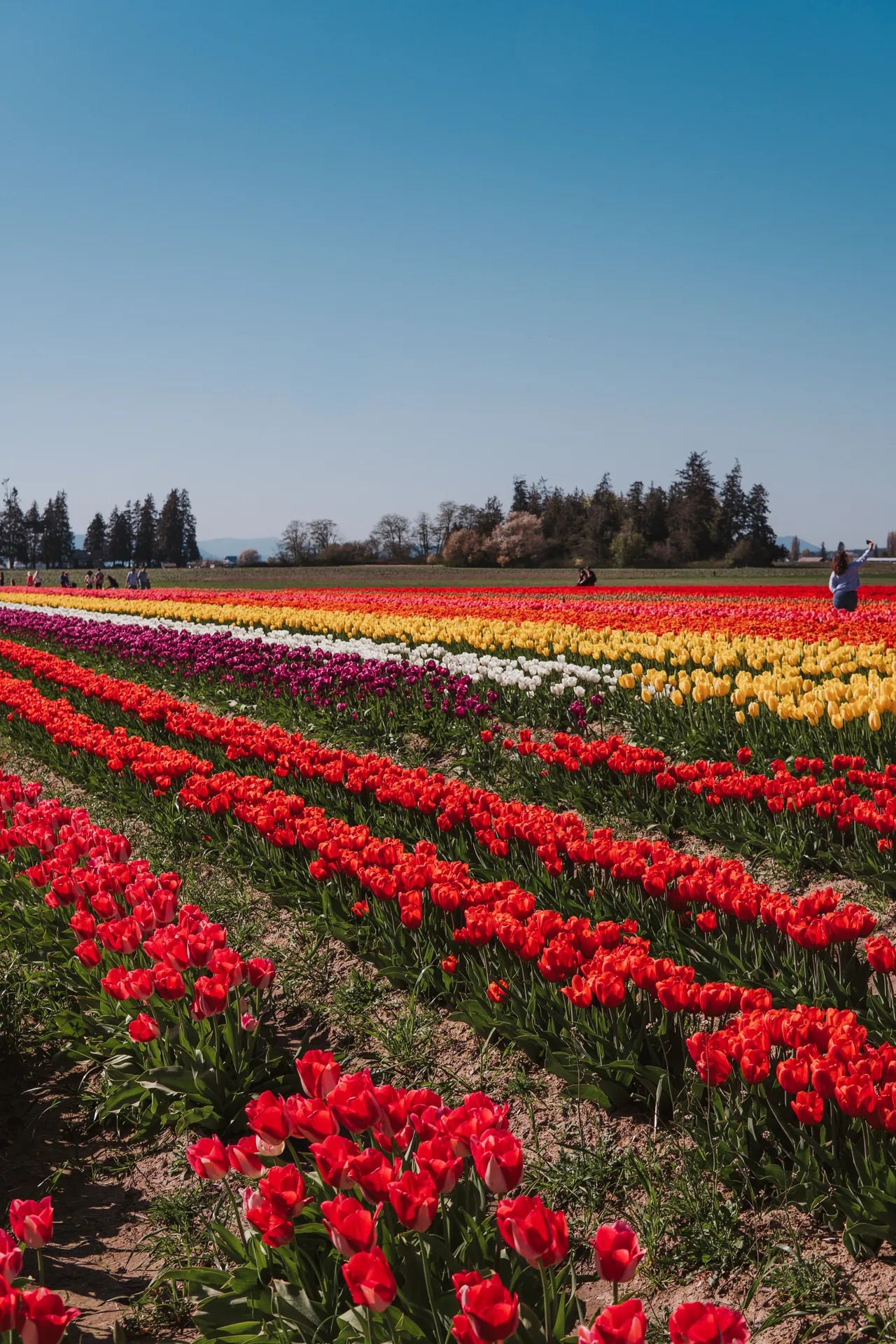 skagit valley tulip festival tuliptown