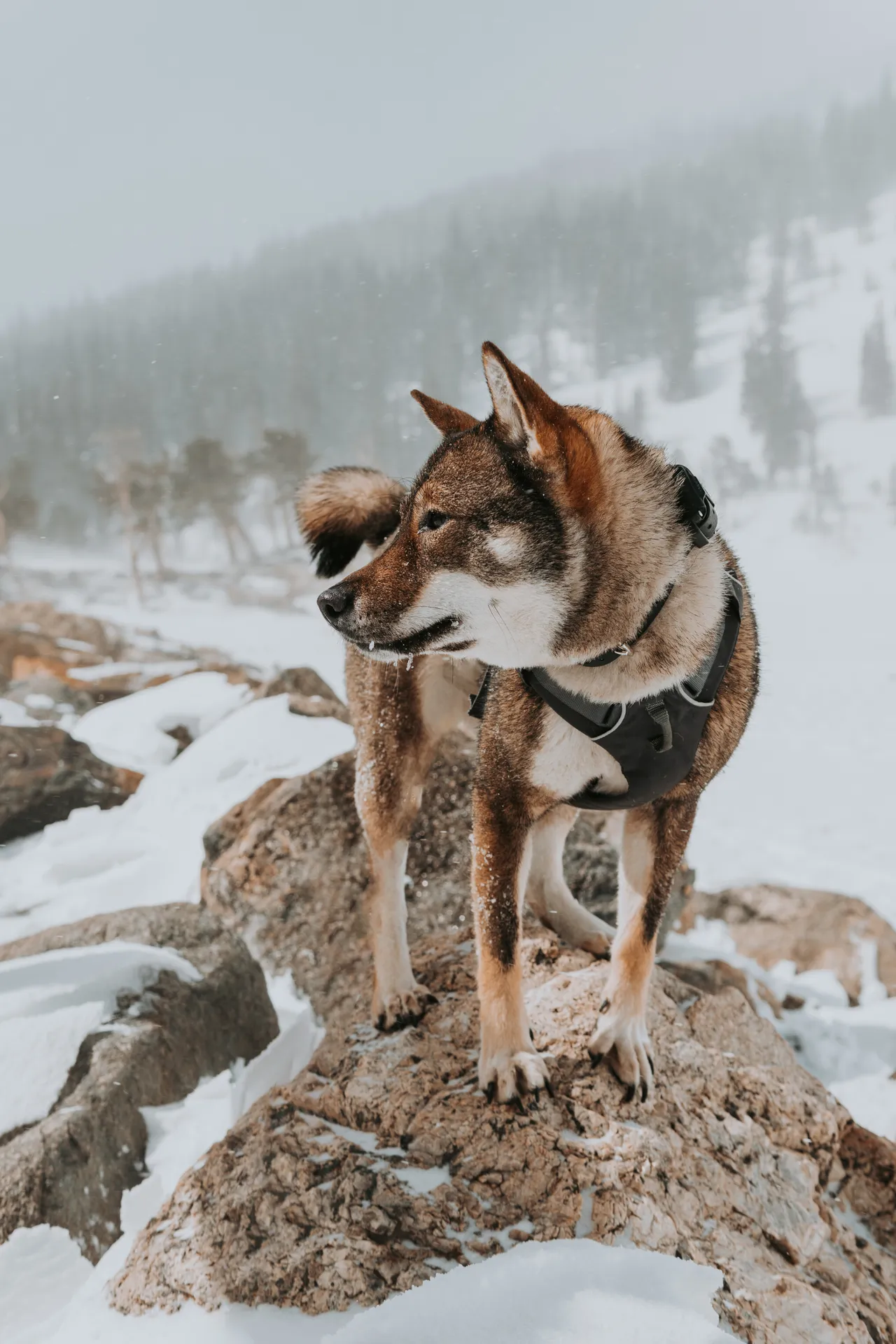 shikoku ken dog in winter