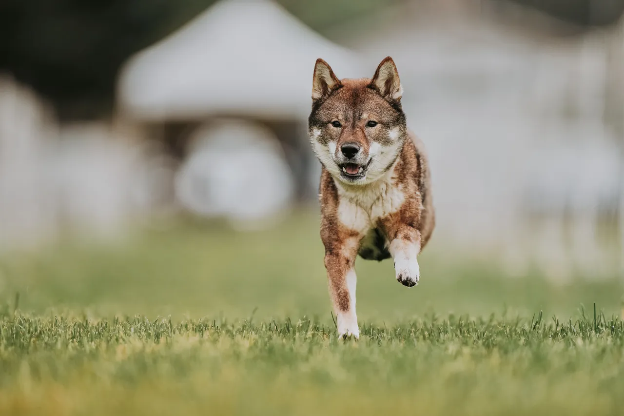 Shikoku dog running on green grass in a blurry outdoor setting, looking energetic and focused. Background includes a white structure as part of the AKC FastCat competition