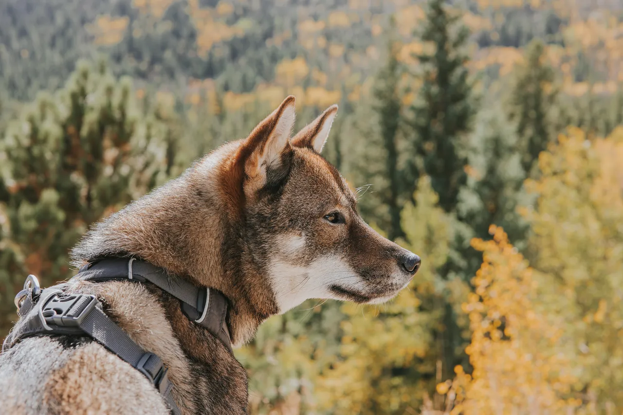 Discovering Fall Foliage in Colorado: A Guide for Adventurers