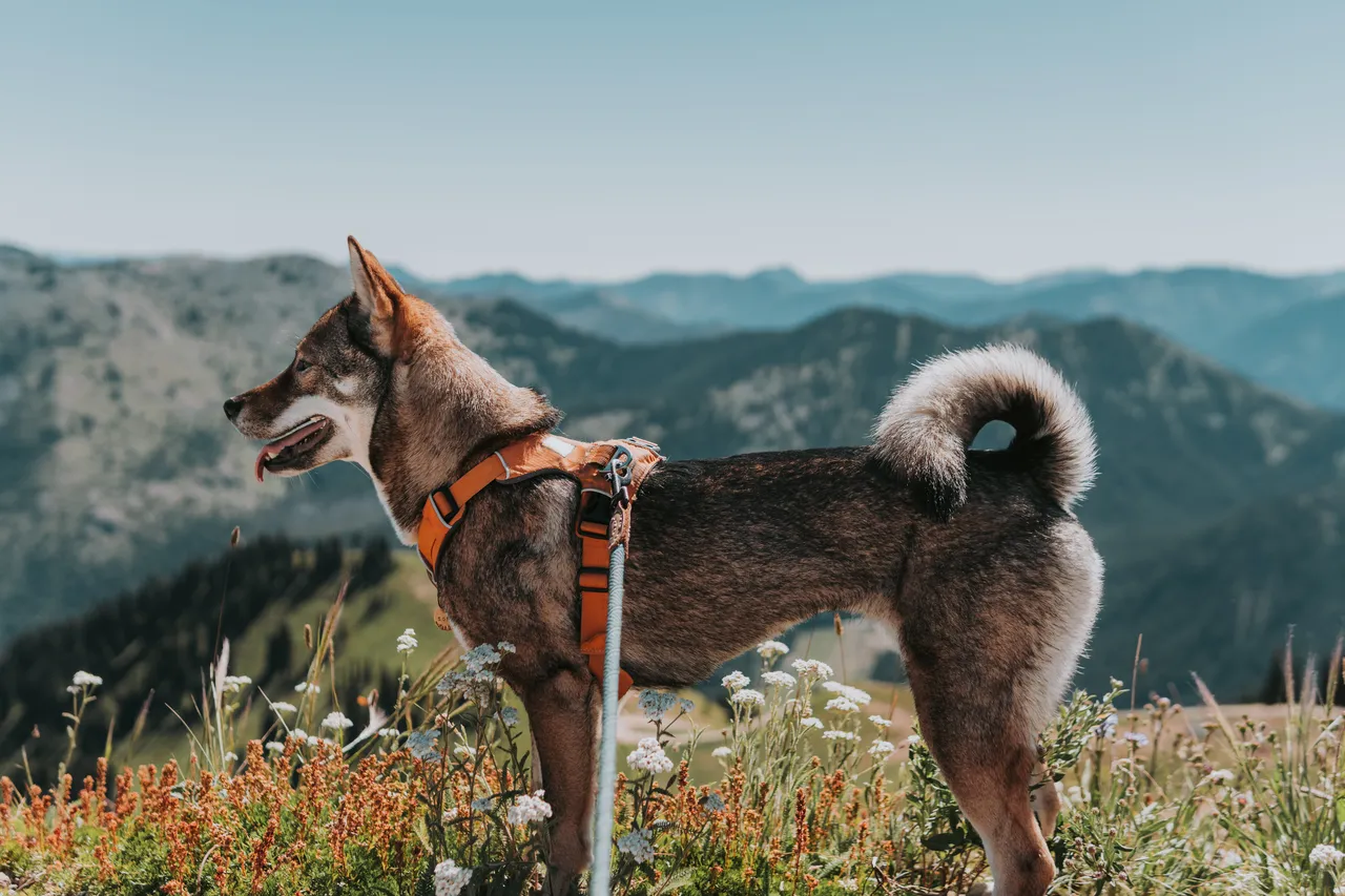 a shikoku-ken dog on a mountain