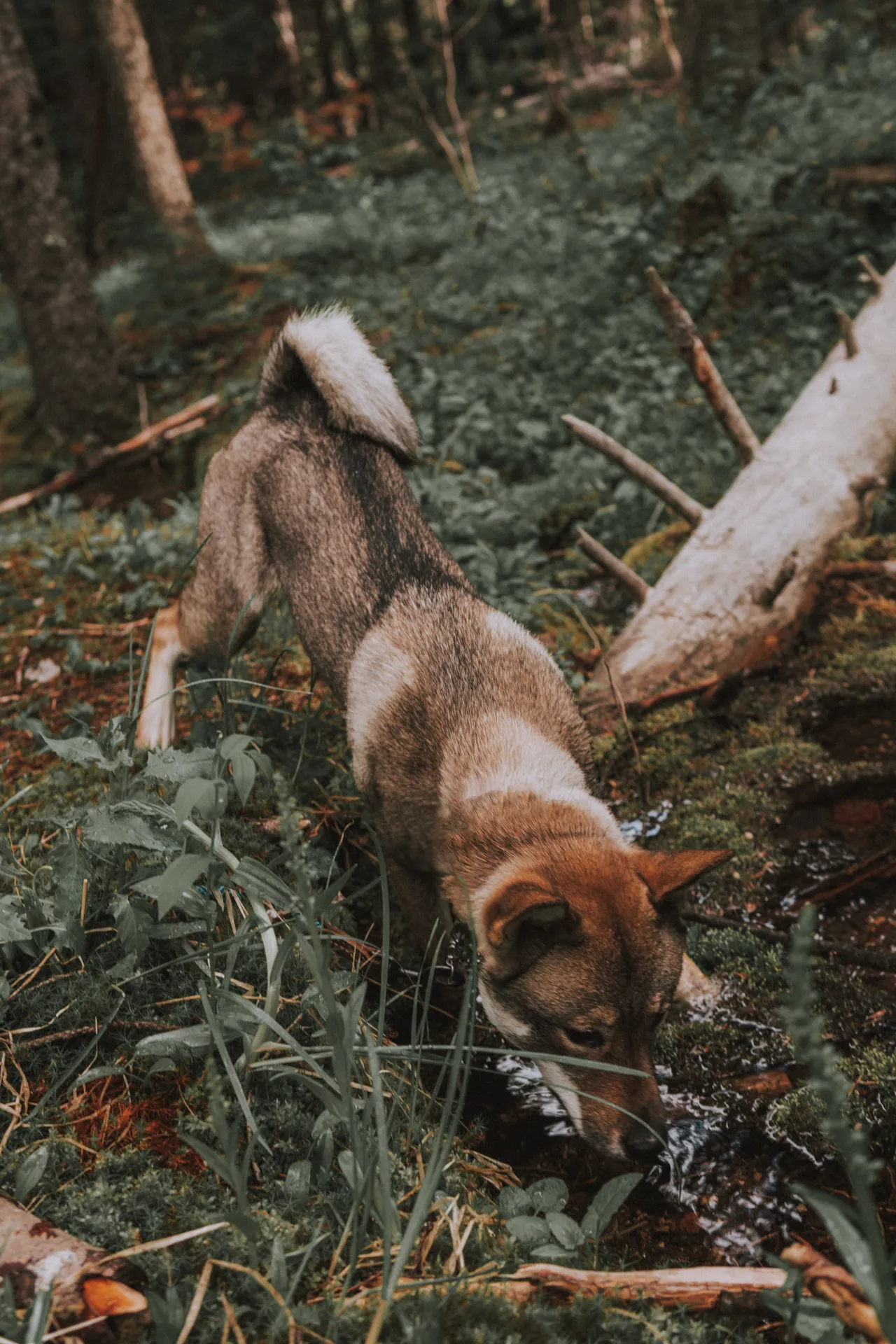 Shikoku dog exploring a creek in bend oregon