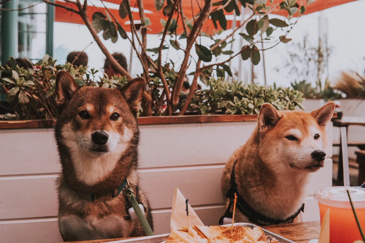 two shiba inus restaurant