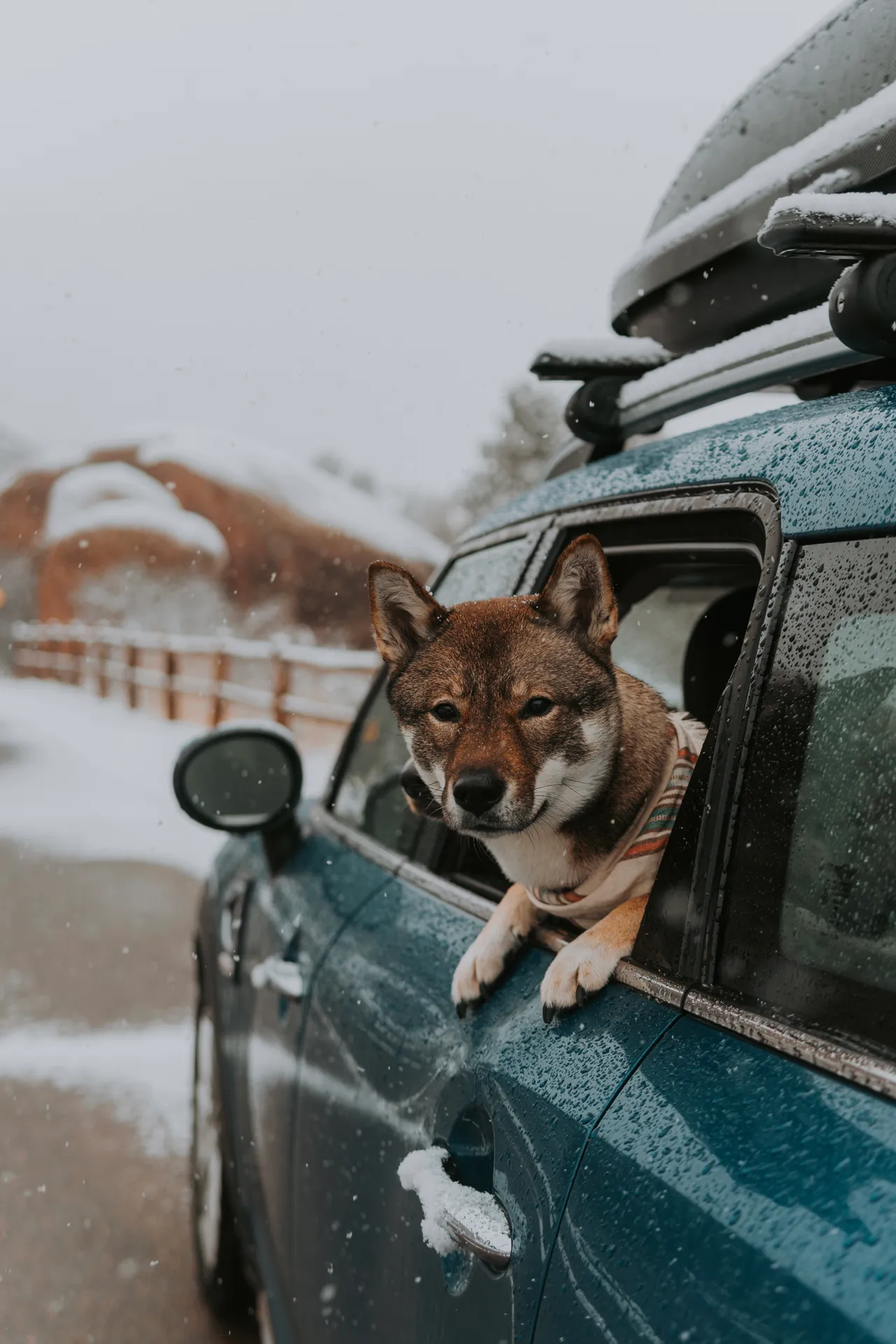 shikoku dog sticking its head out car window