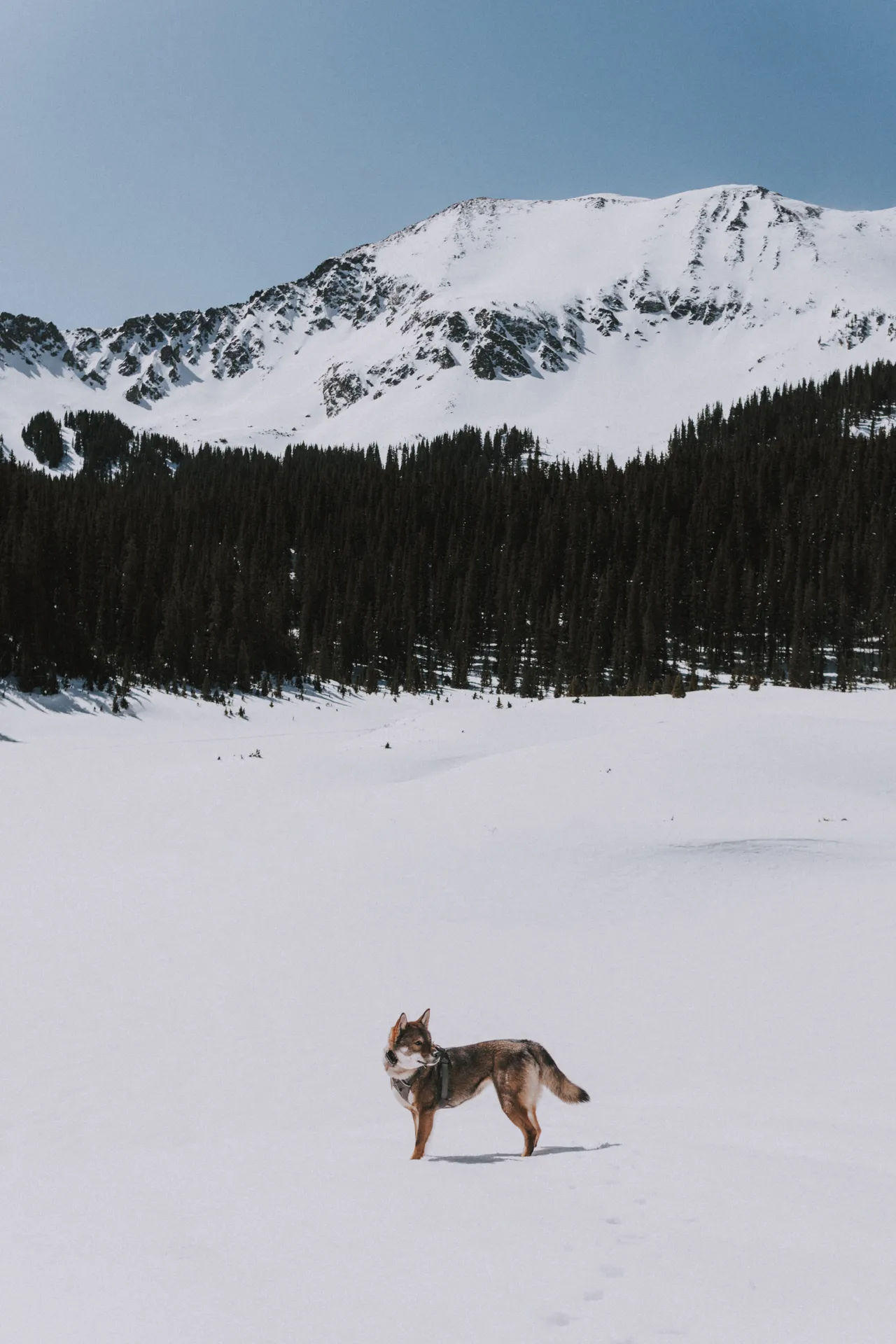 a dog at williams lake new mexico