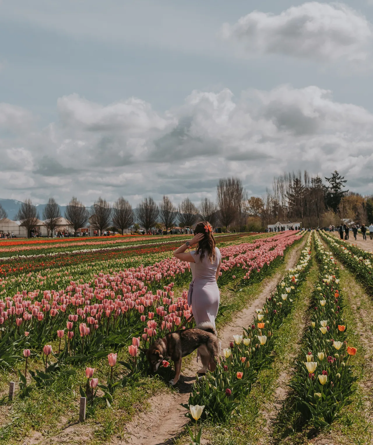 tuliptown farm