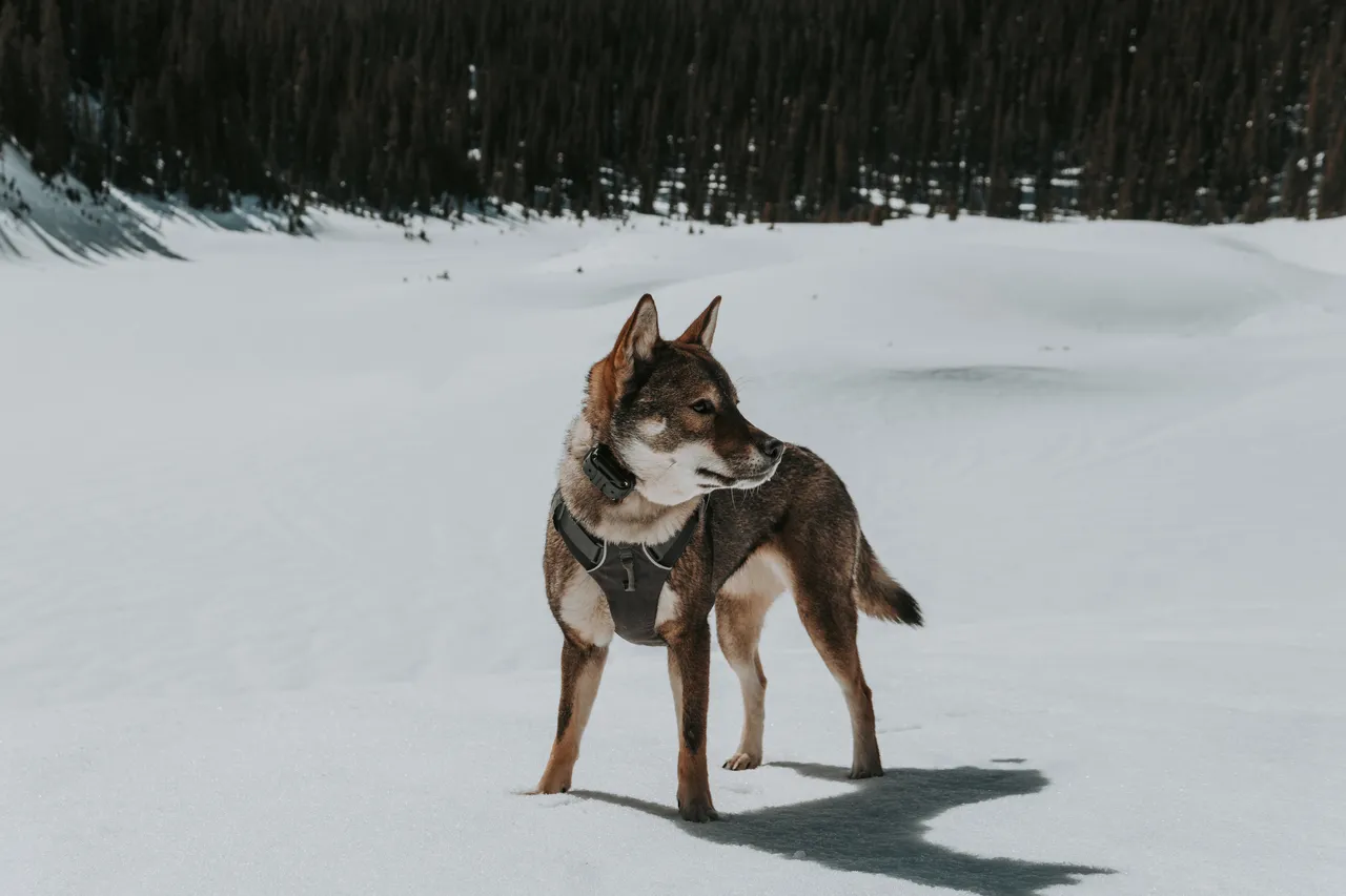 Shikoku dog standing in a snowy field