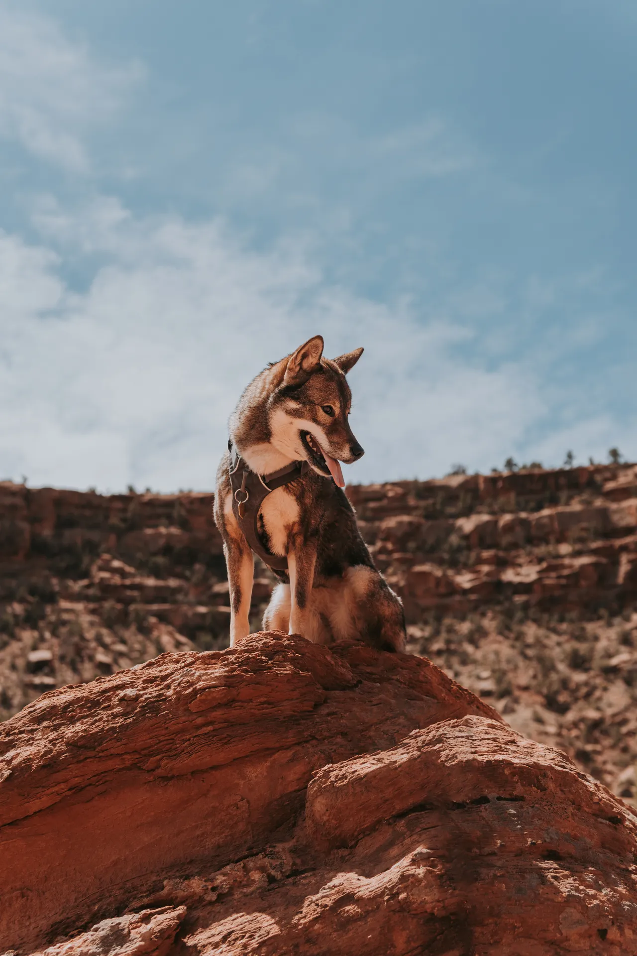 shikoku ken dog in the desert