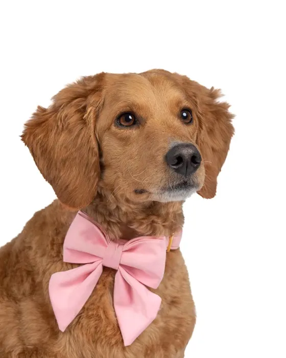 golden doodle dog sticker