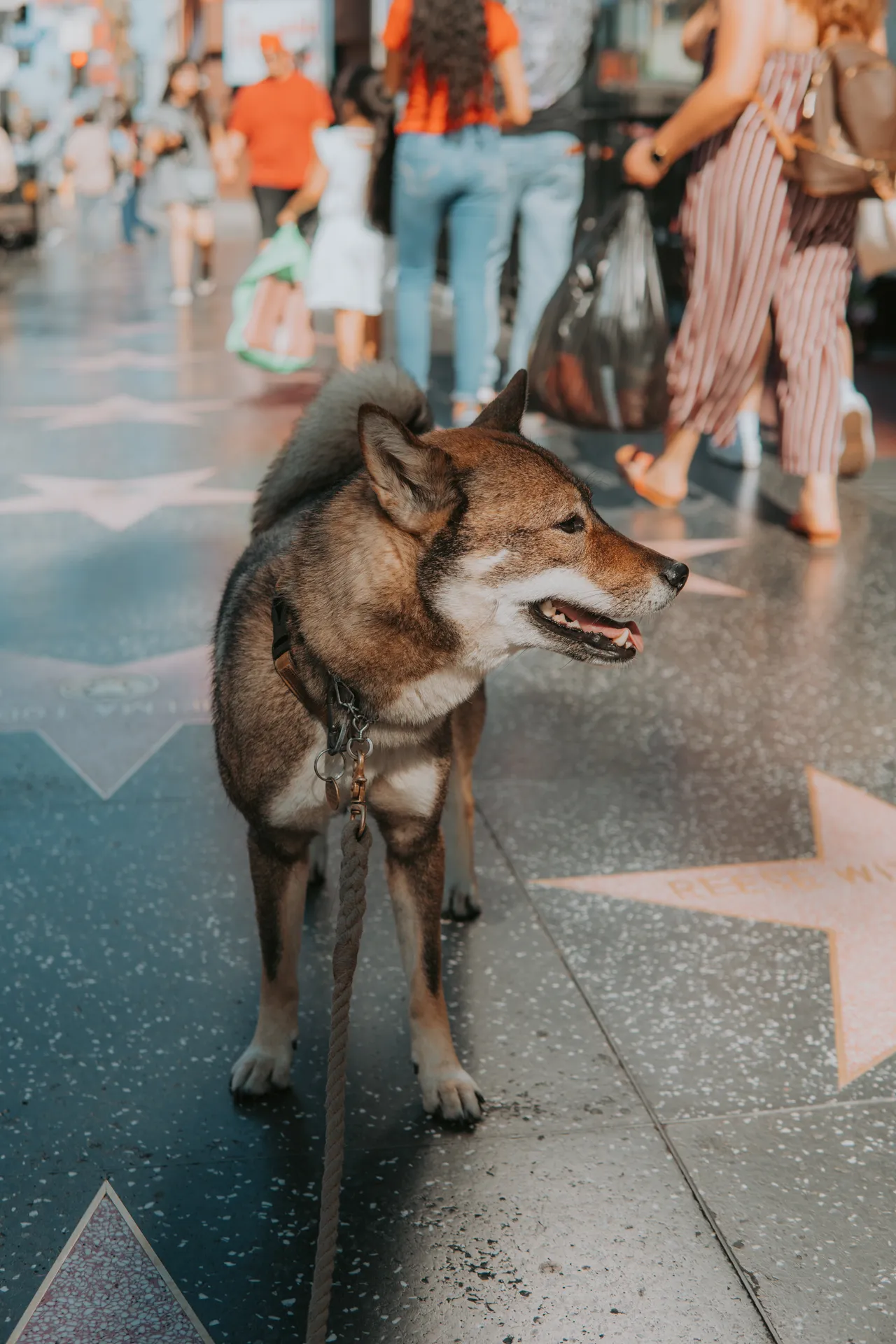 dog at the hollywood stars