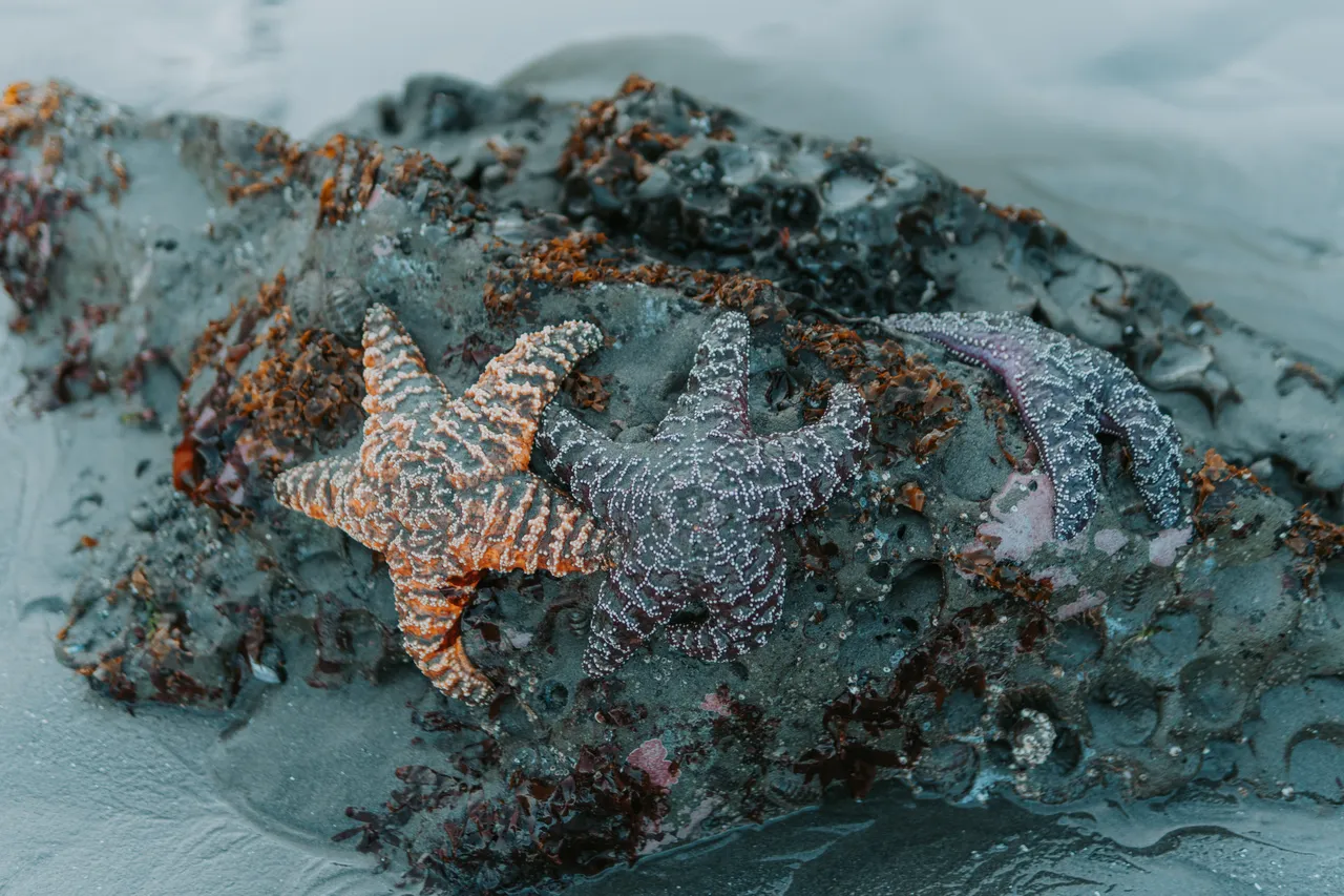 starfish olympic national park