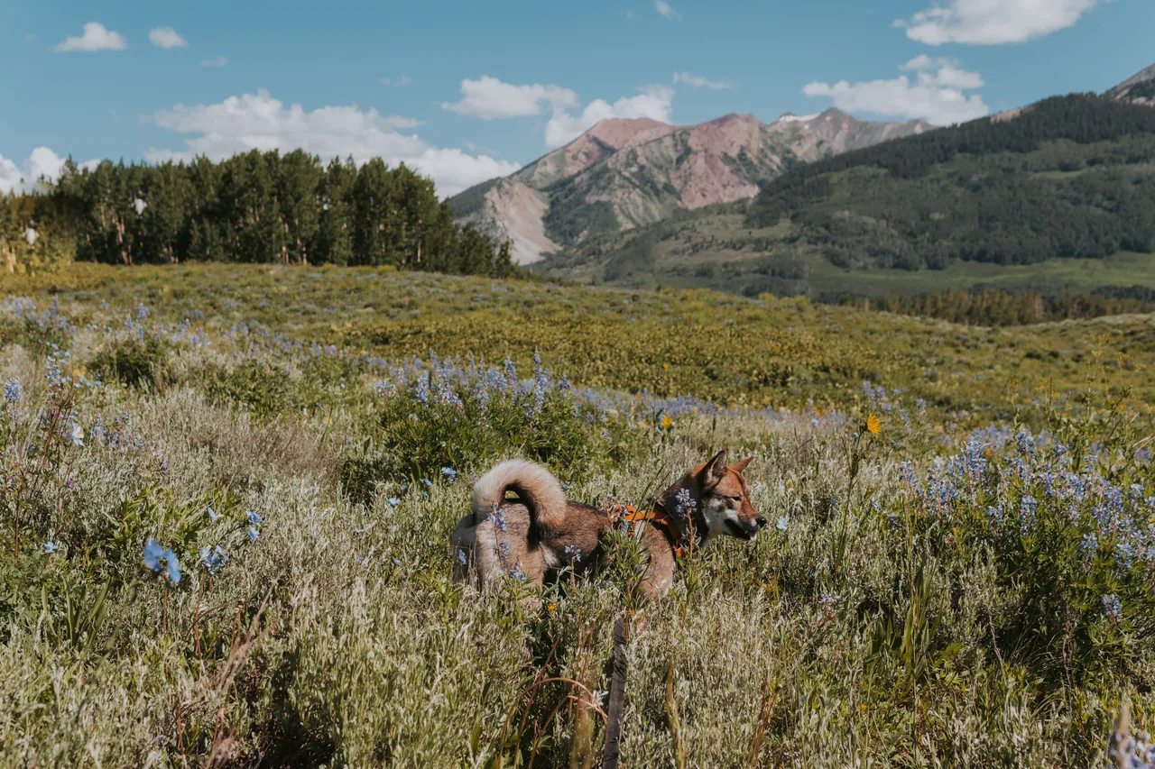 Everything you Need to Know for Raising your first Shikoku Puppy
