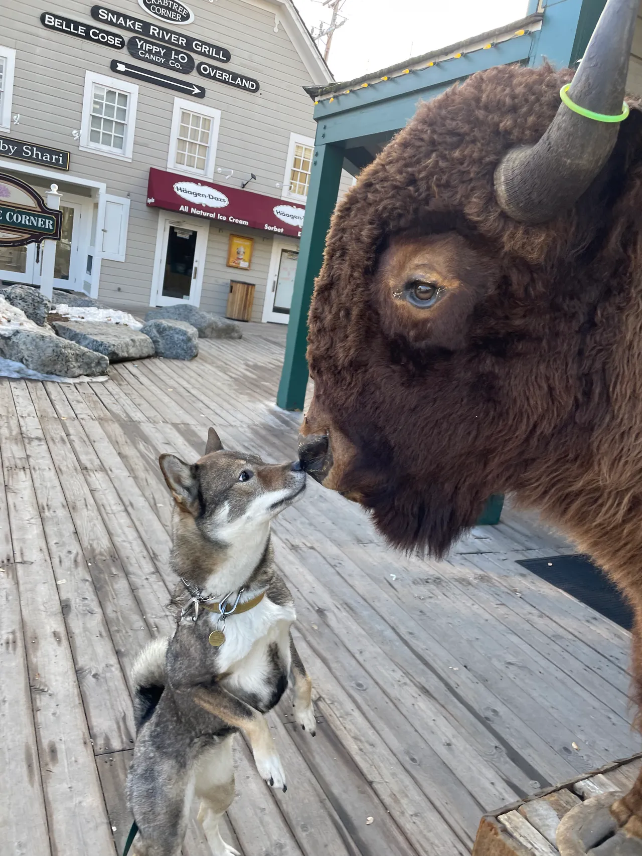 dog sniffing a buffalo jackson hole