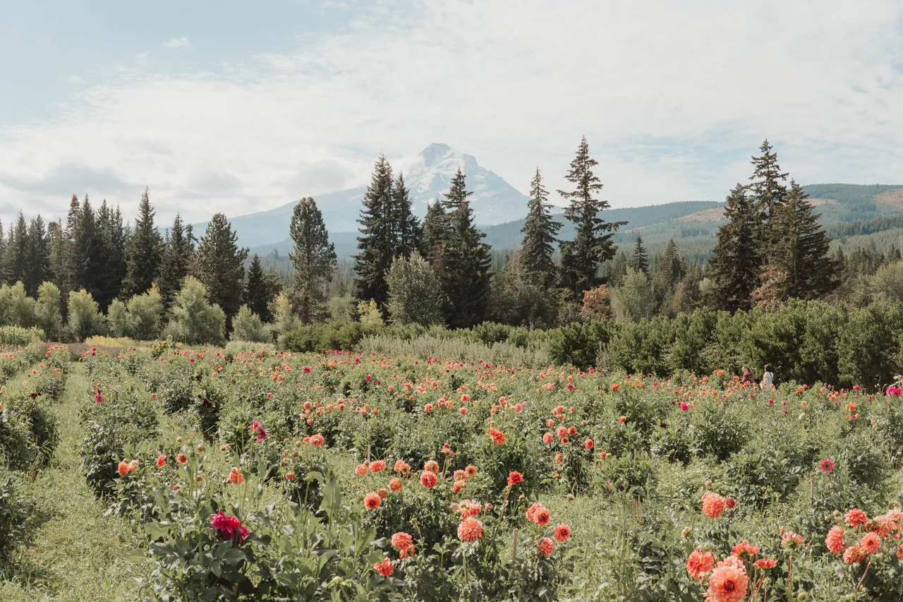 Mt Hood Fruit Loop Guide | Somewhere with Sora Personal Blog
