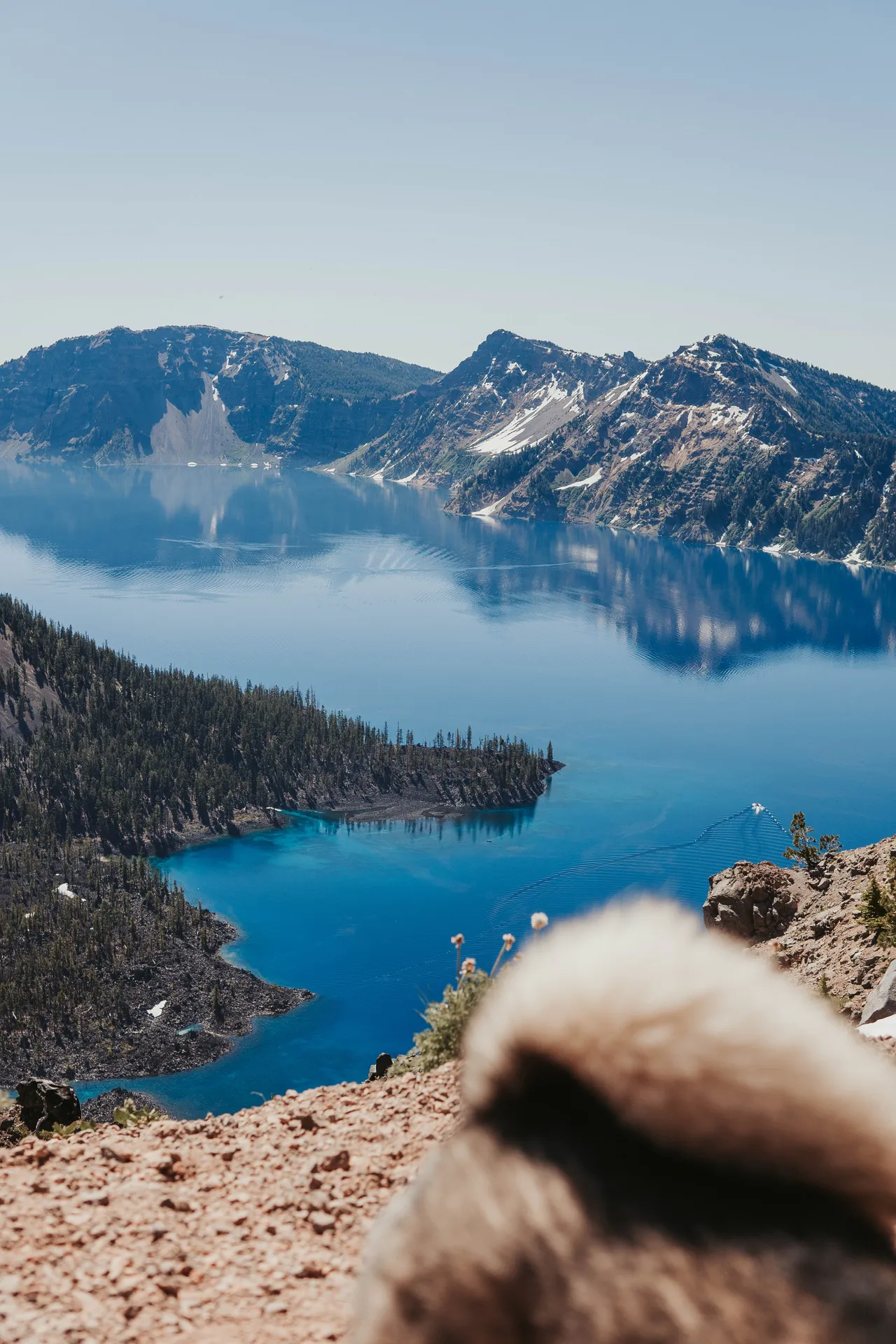 Sora's ears peeking into the frame overlooking the impossibly blue water of Crater Lake, Oregon