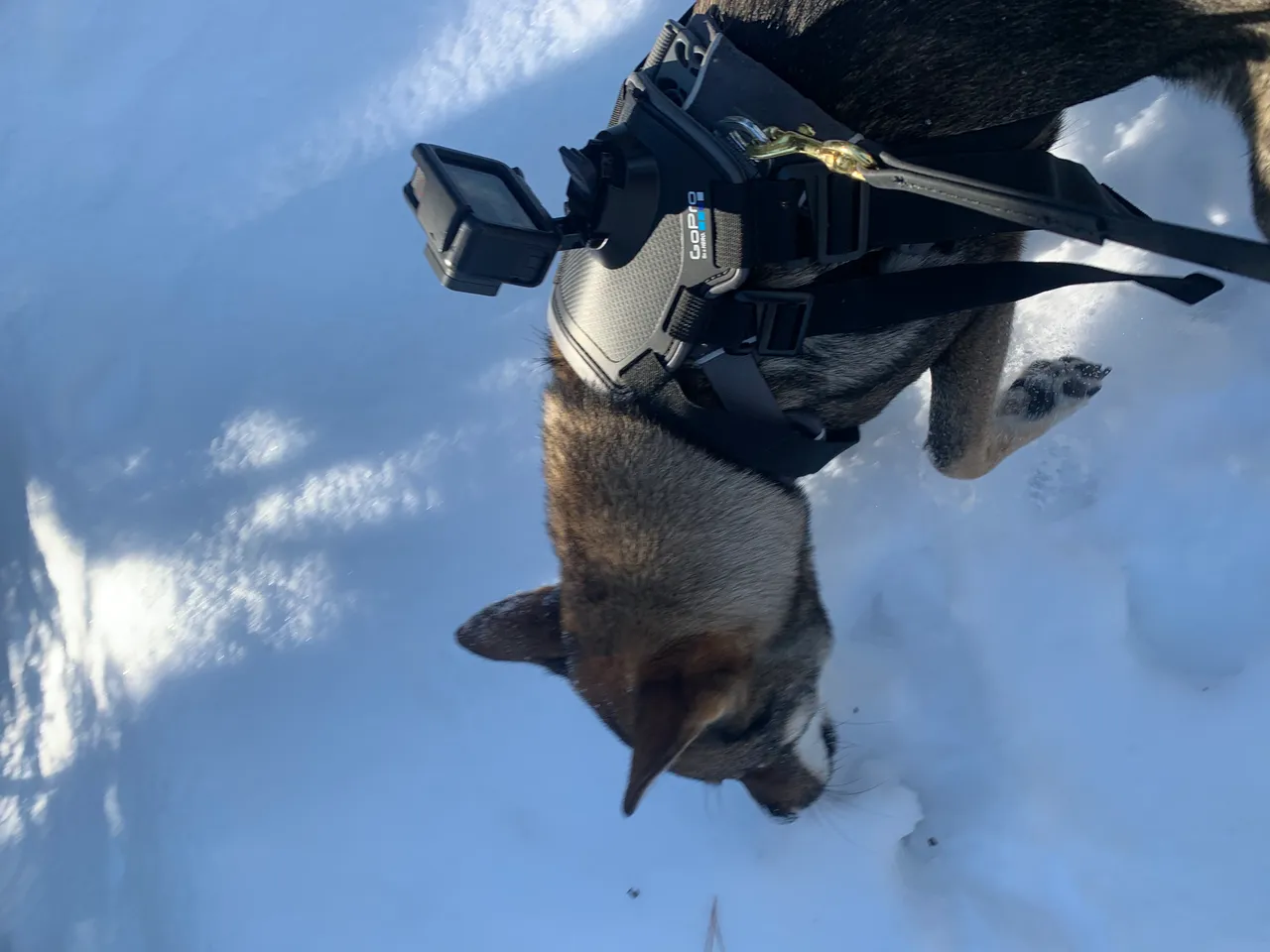 GoPro mounted to Sora using the GoPro dog harness for POV shots