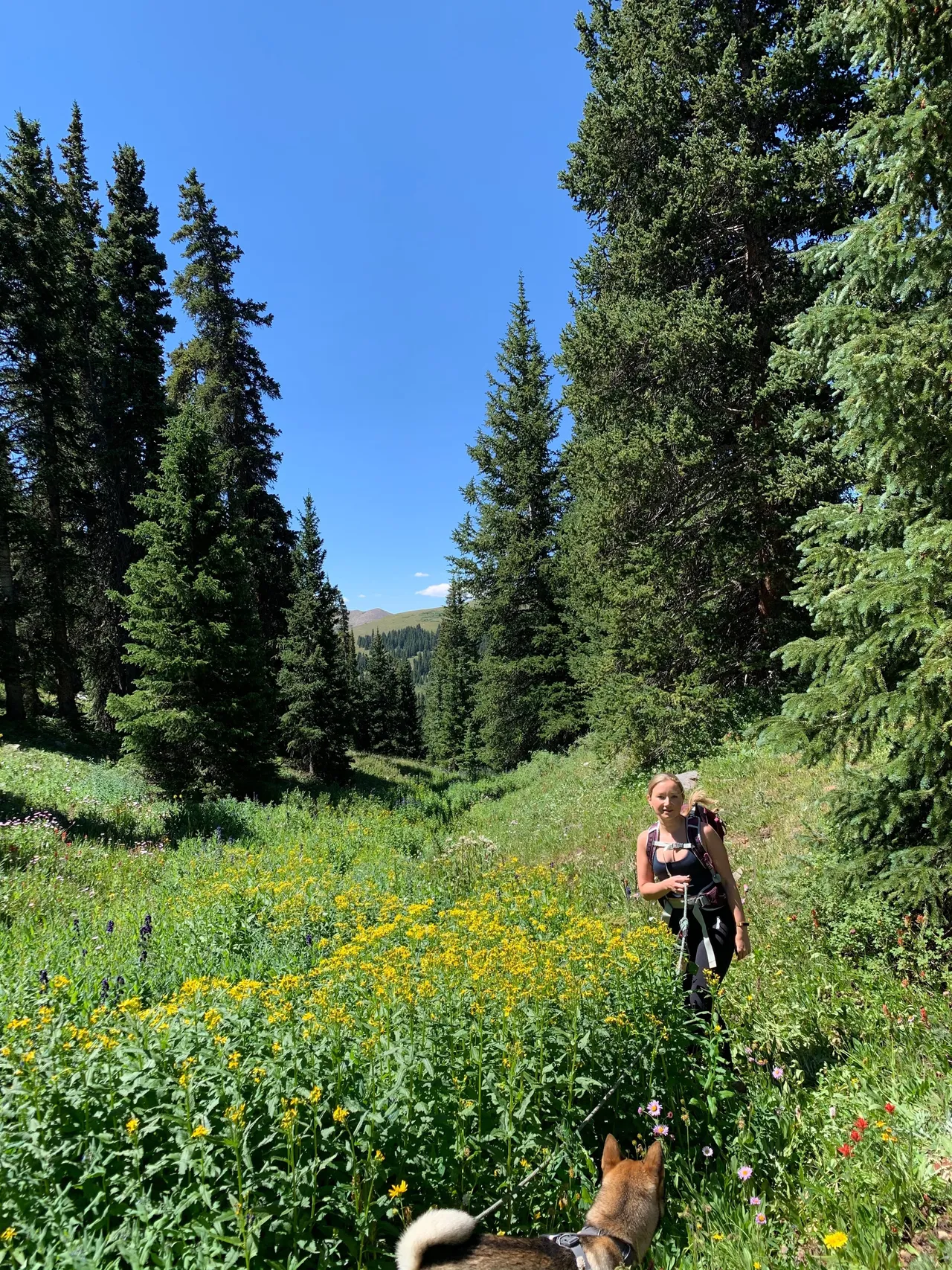 Sitting in a wildflower meadow with Sora in the Colorado mountains, summer 2020