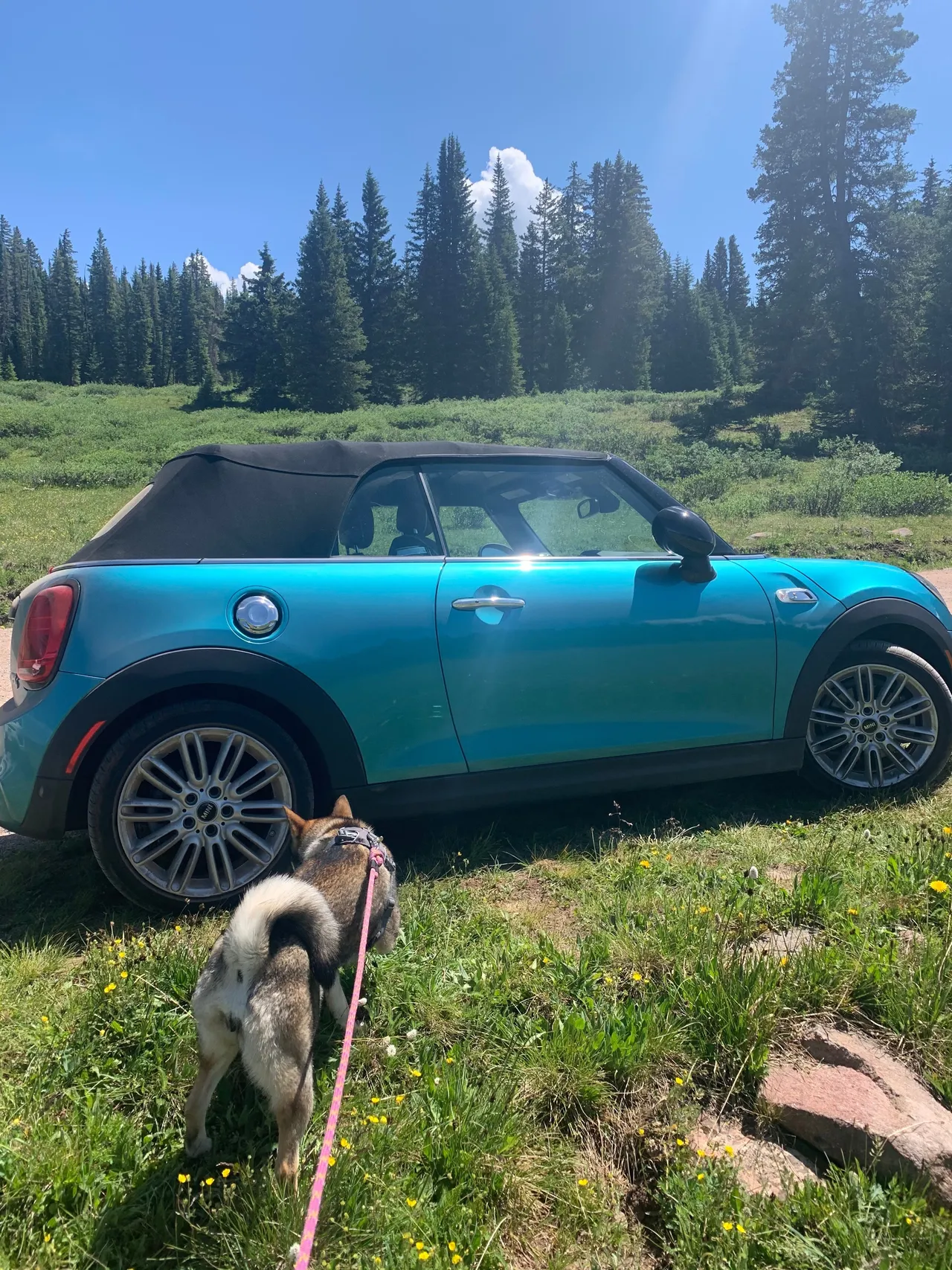 Sora next to the teal MINI Cooper convertible parked at a Colorado trailhead with wildflowers