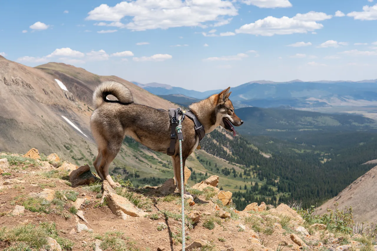 Sora on an early Colorado hike, summer 2020