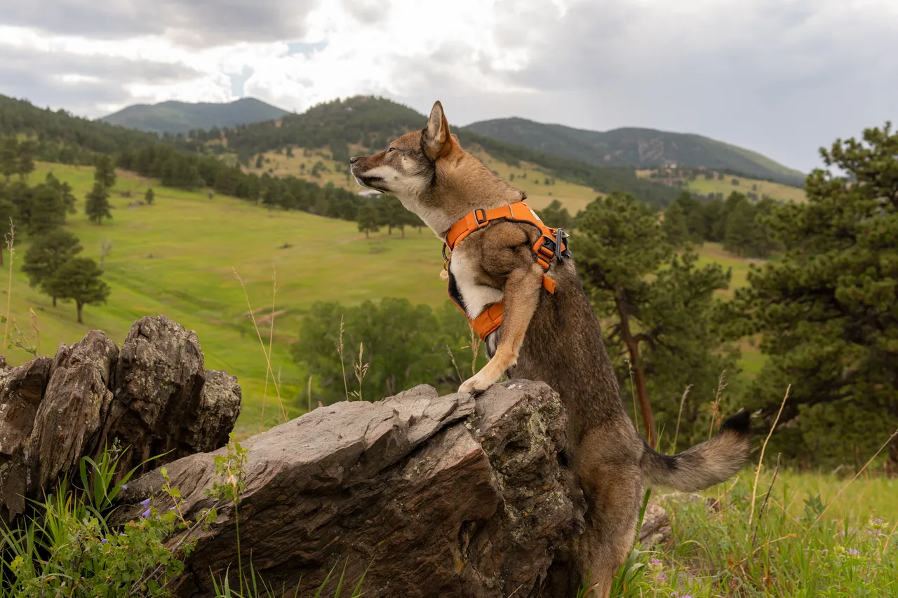 Morning coffee and Sora in the Colorado mountains, summer 2020