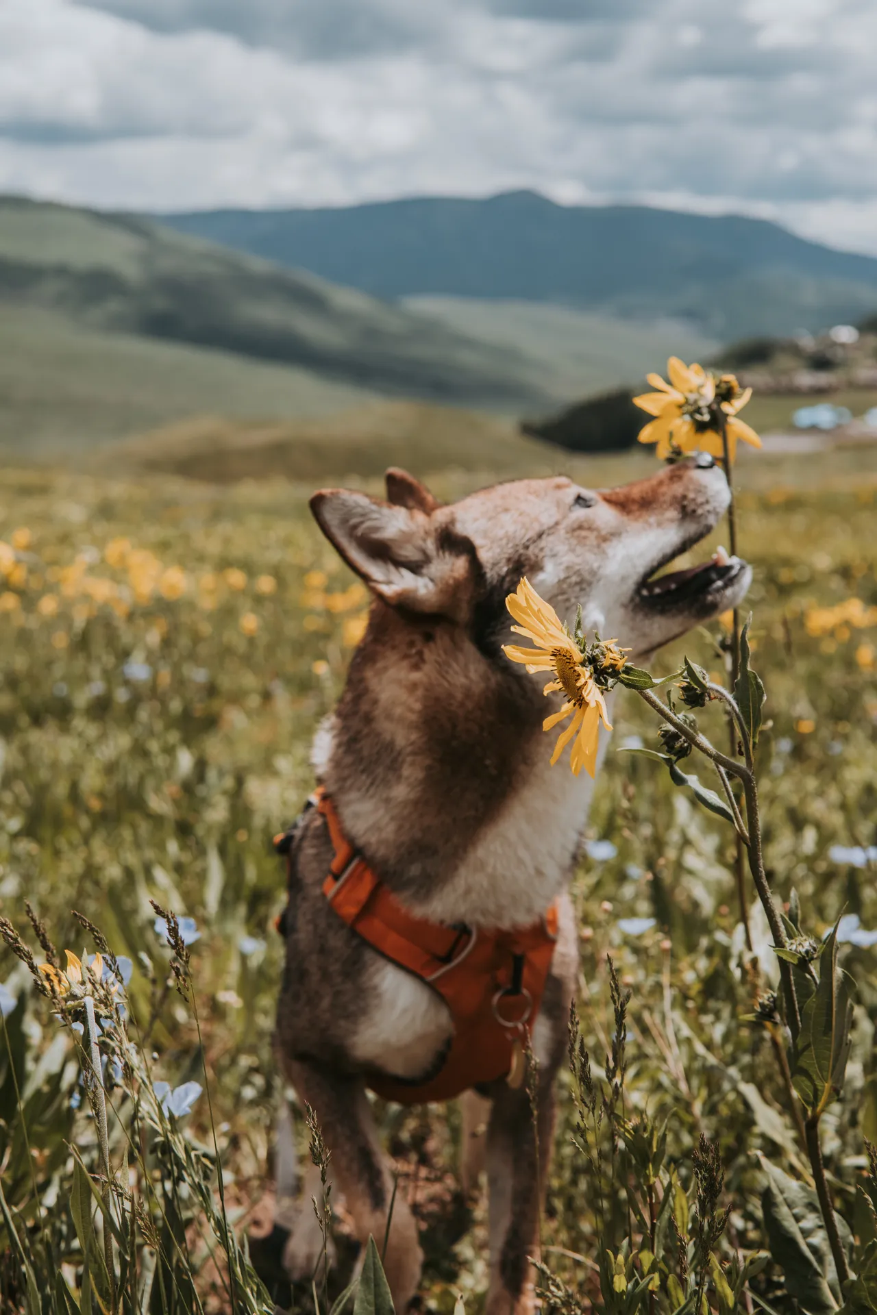 Sora smelling a sunflower in a wildflower field in Crested Butte