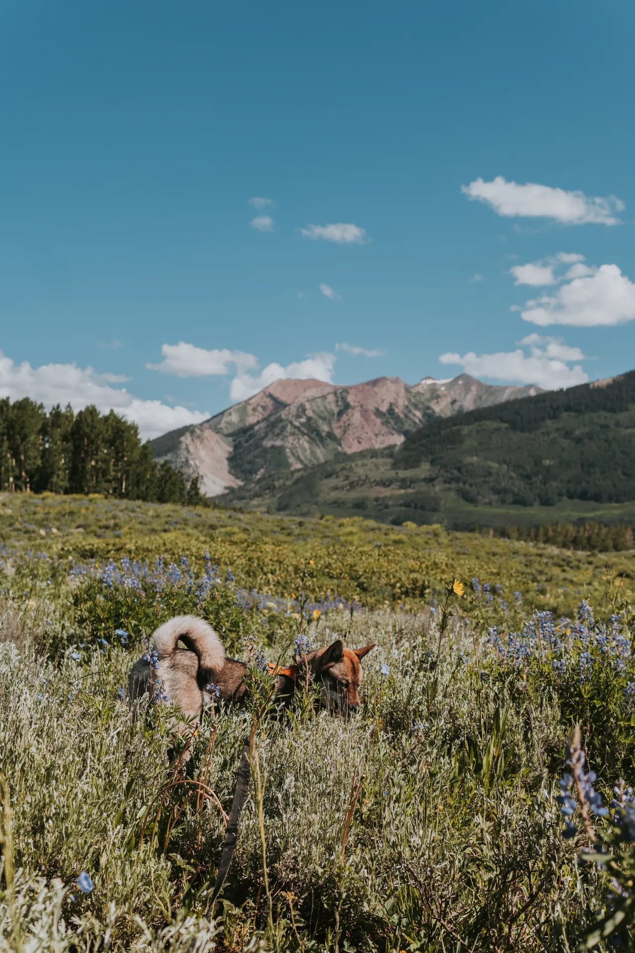 Sora exploring a wildflower meadow with mountains in the background, Crested Butte