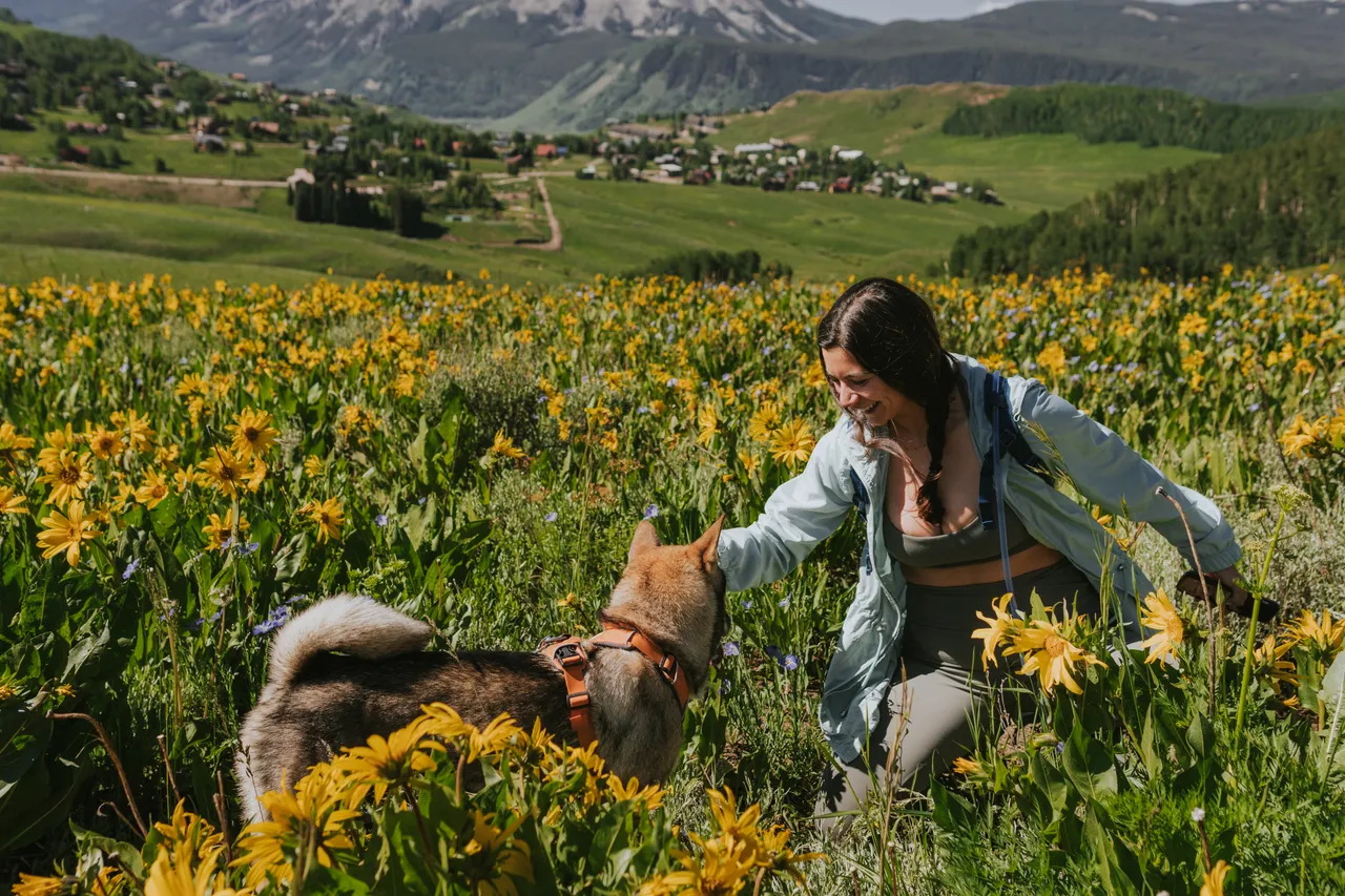 Petting Sora in a field of yellow wildflowers in Crested Butte, Colorado